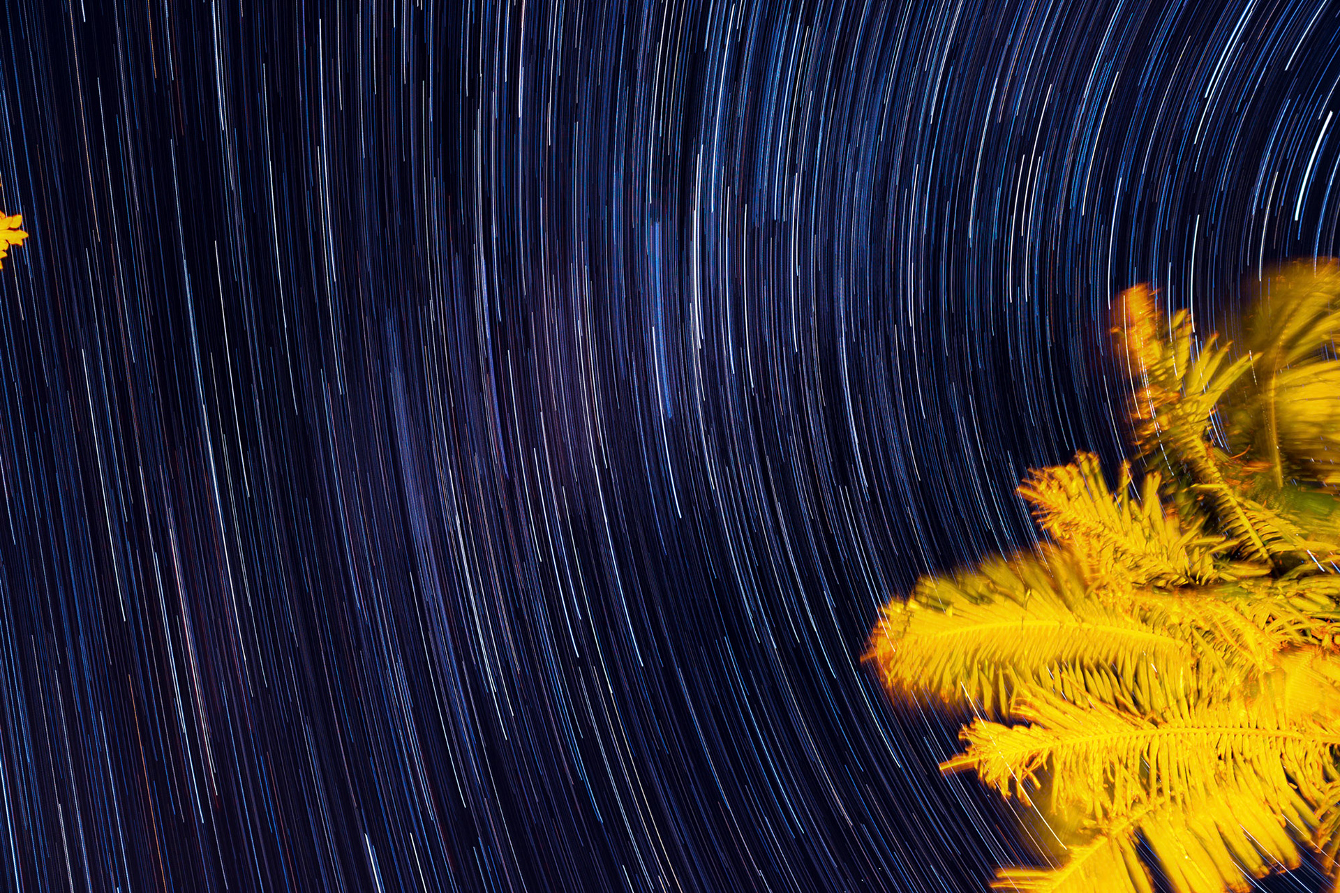 Star Trails, my back garden, Sydney