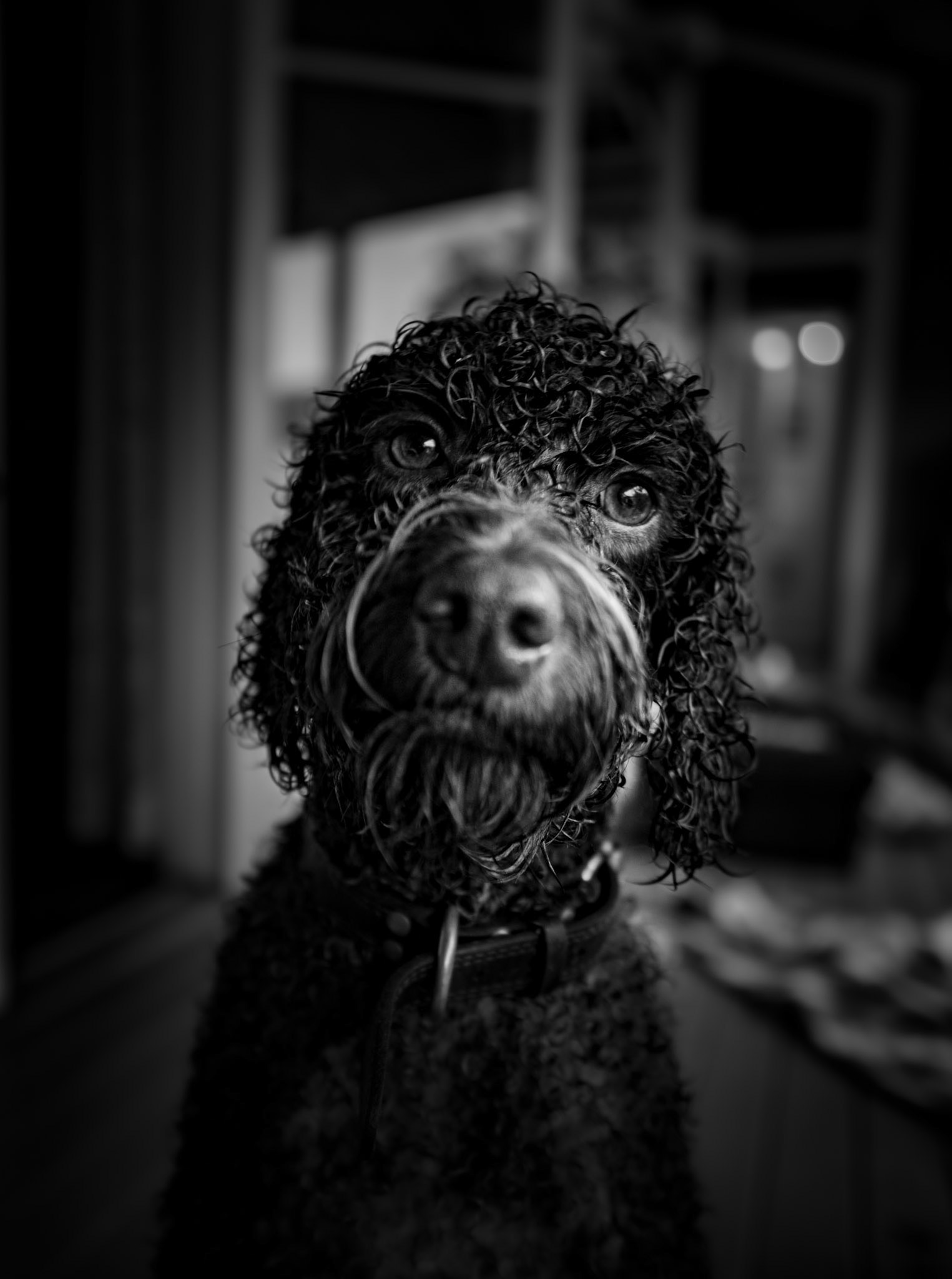 General Monty, Byron Bay