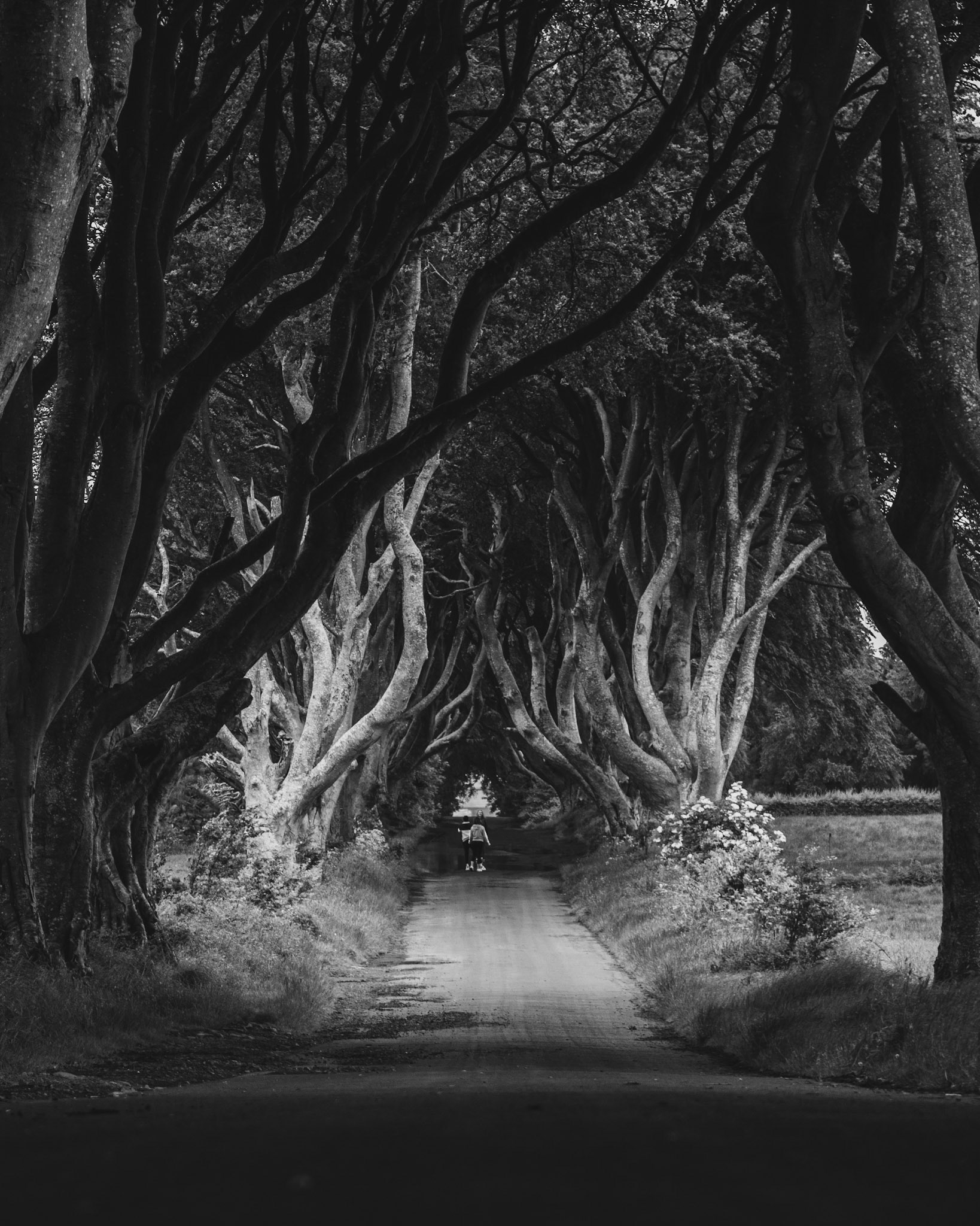 The Dark Hedges, Northern Ireland