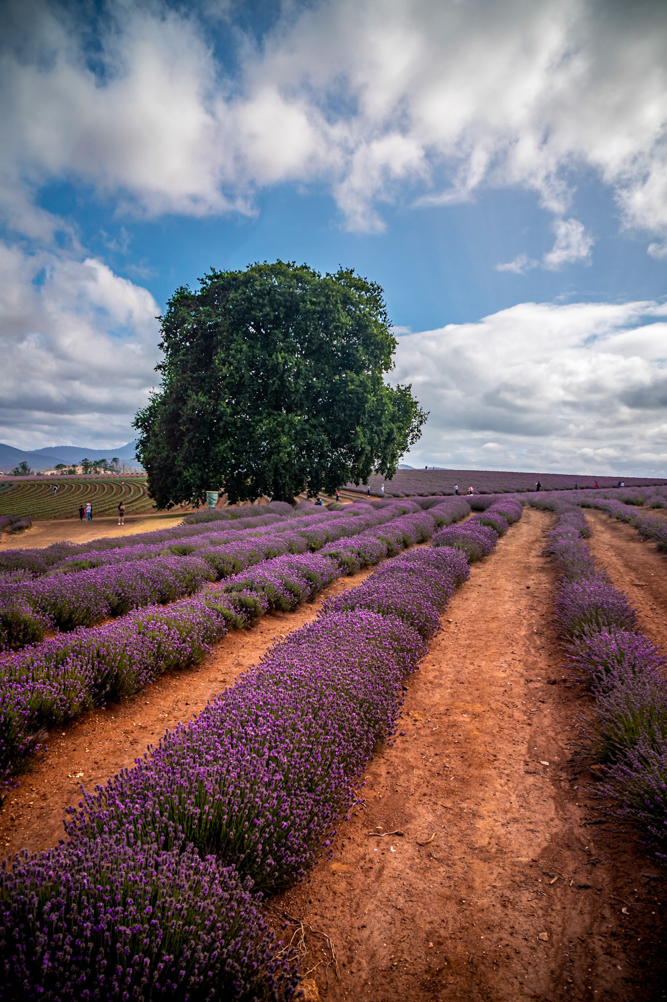 Lavander Farm, Tasmania