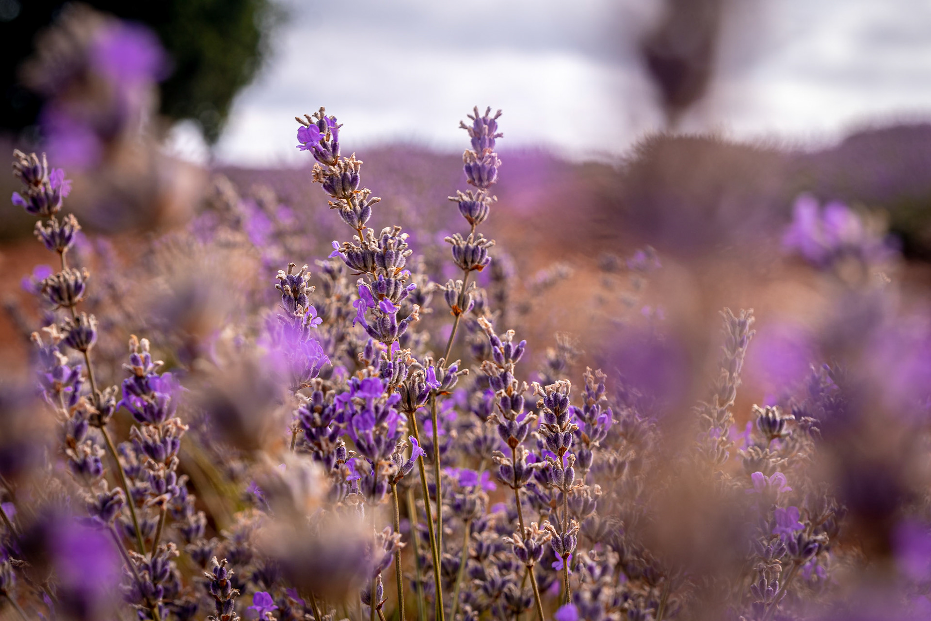 Lavander Flowers, Tasmania