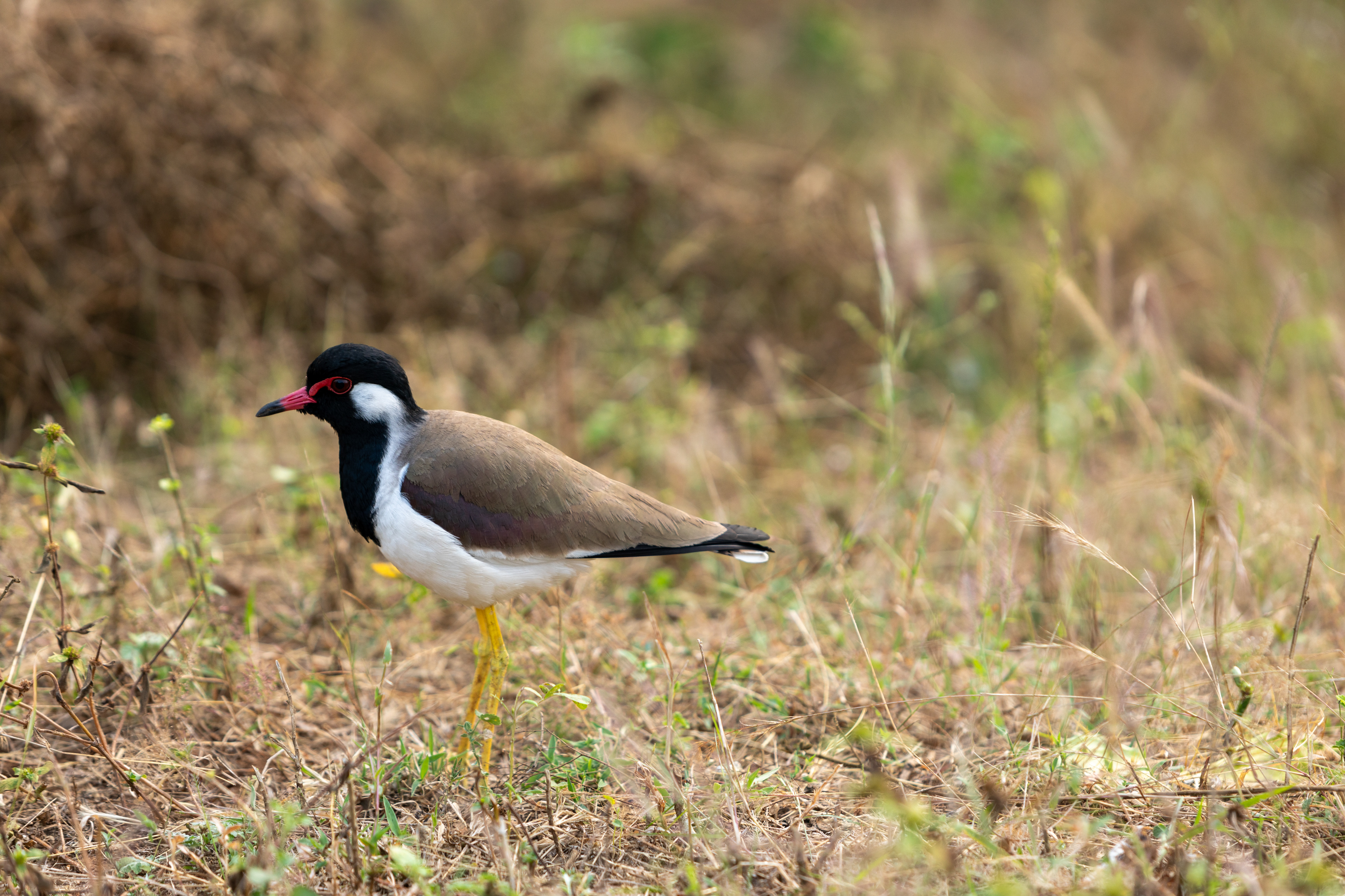 Red wattled lapwing 