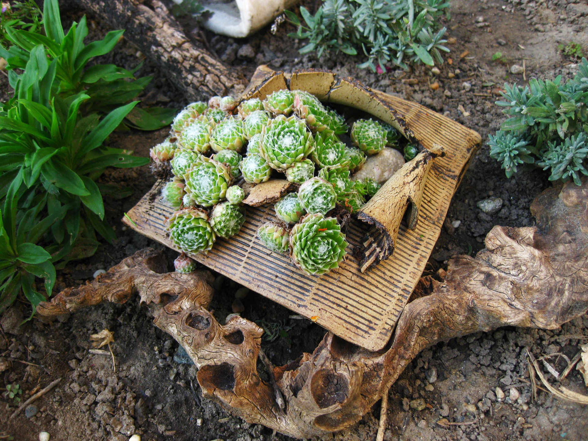 Pflanzentasche im Gartenbereich liegend auf einer Wurzel mit Pflanzenteilen gefüllt.