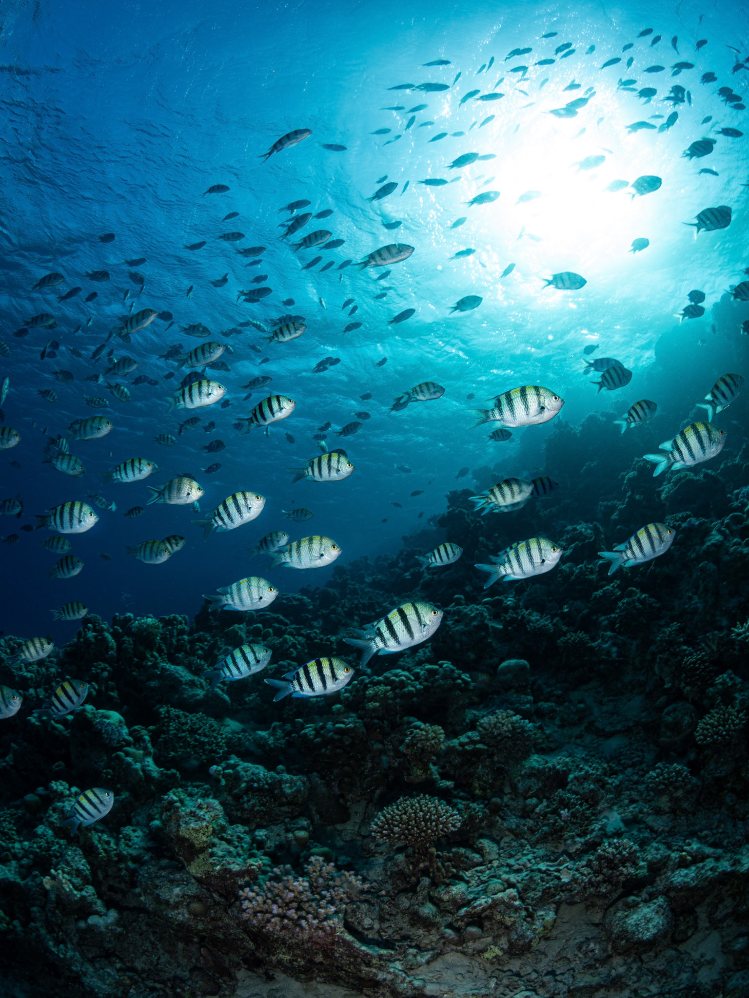 Egypt - Sergeant Fish