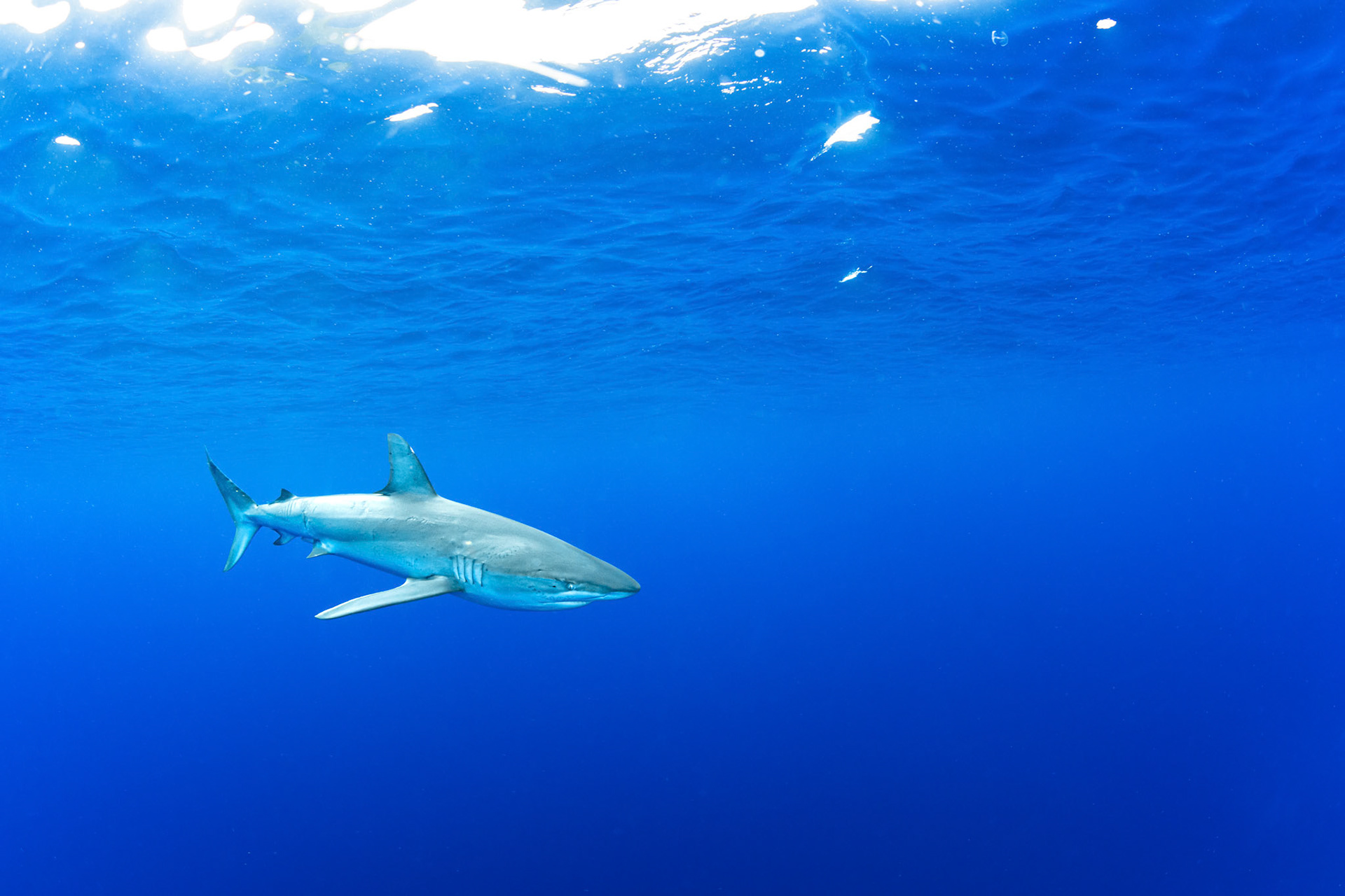 Hawai'i Galapagos Shark