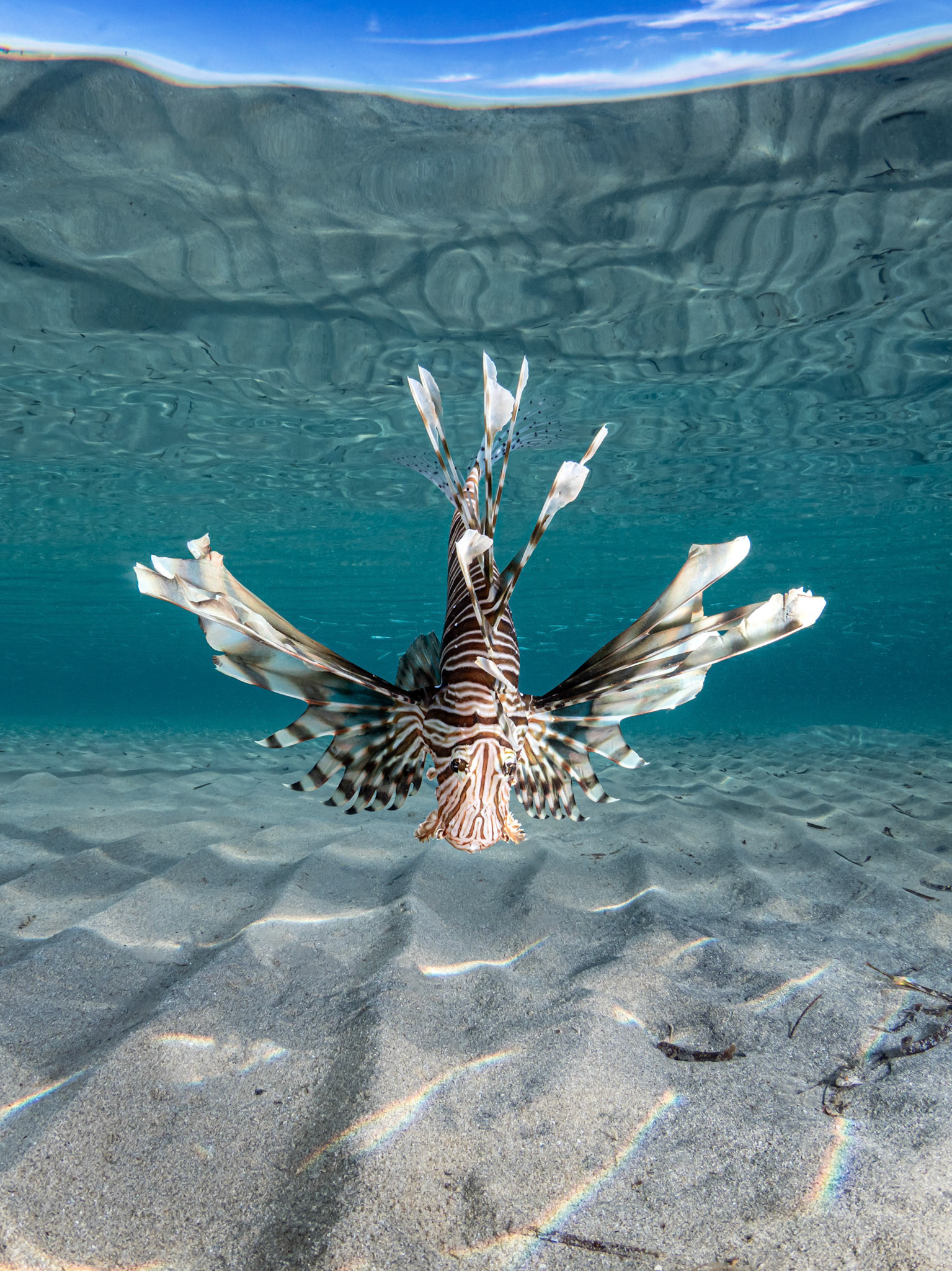Egypt - Lionfish