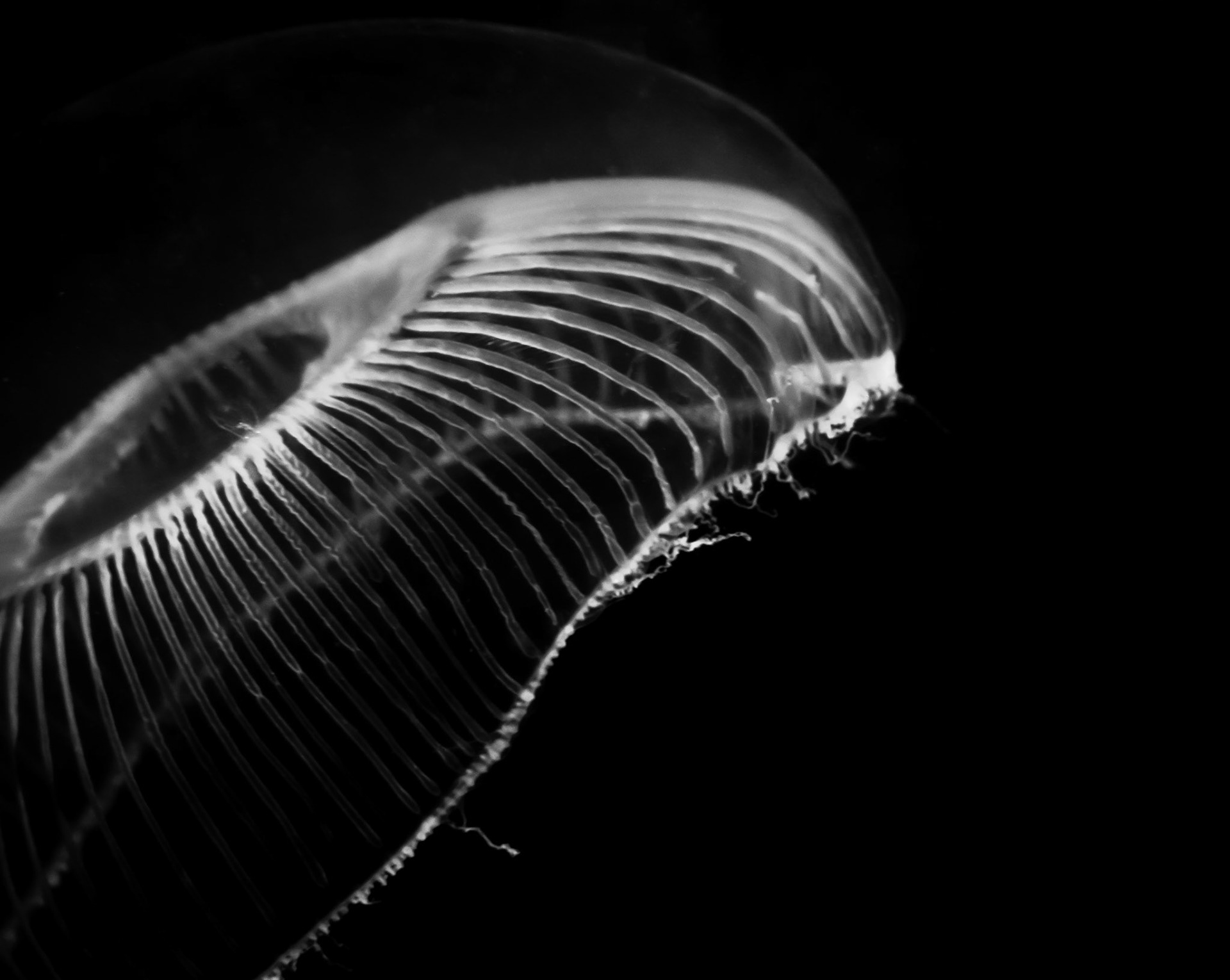Crystal Jellyfish