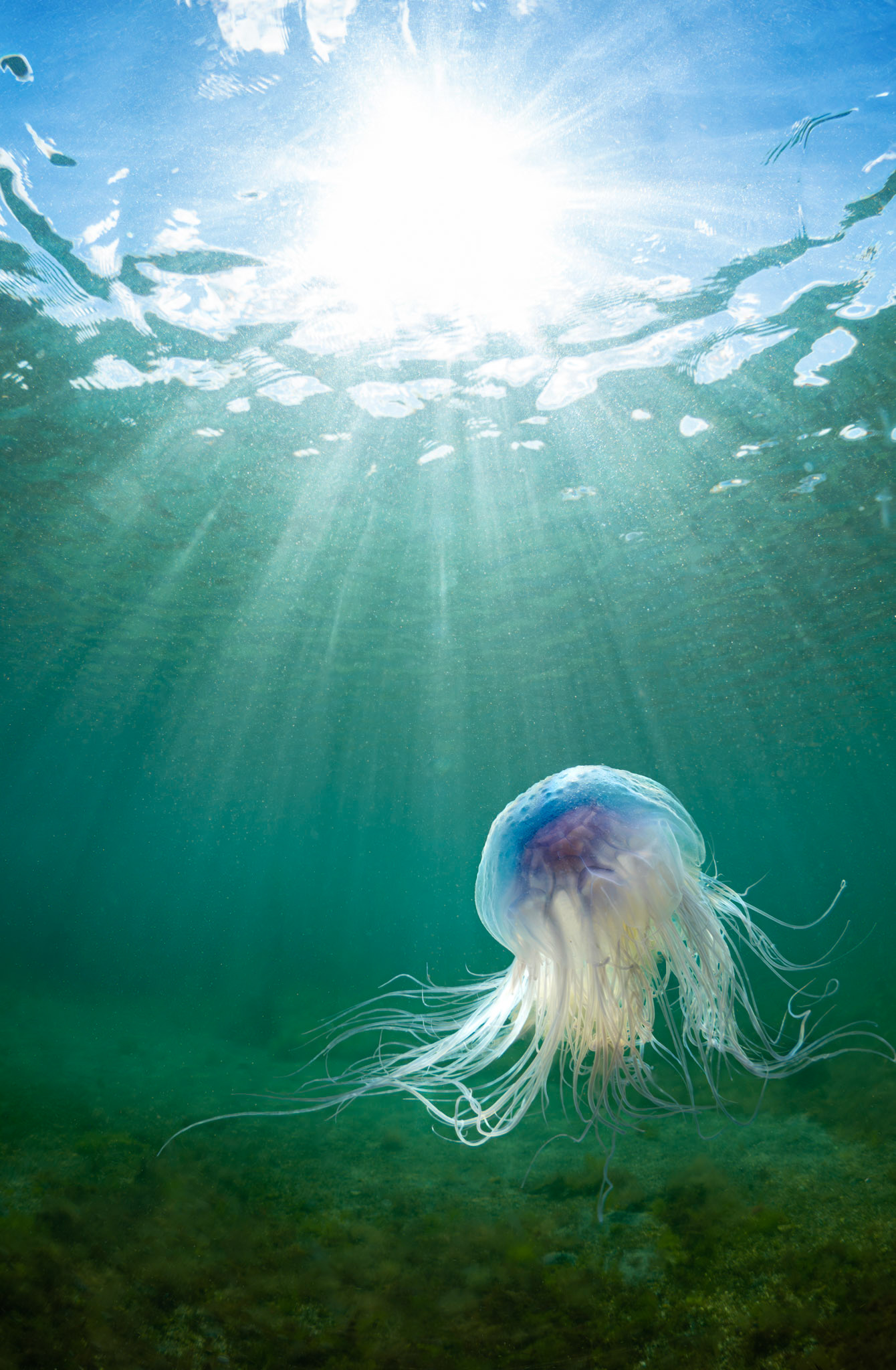 Blue Jellyfish