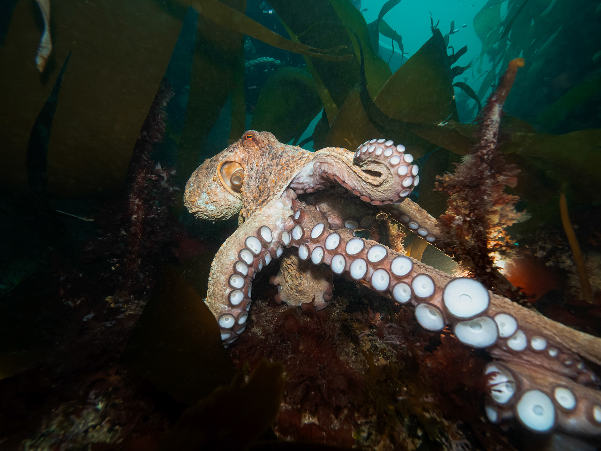 Common Octopus