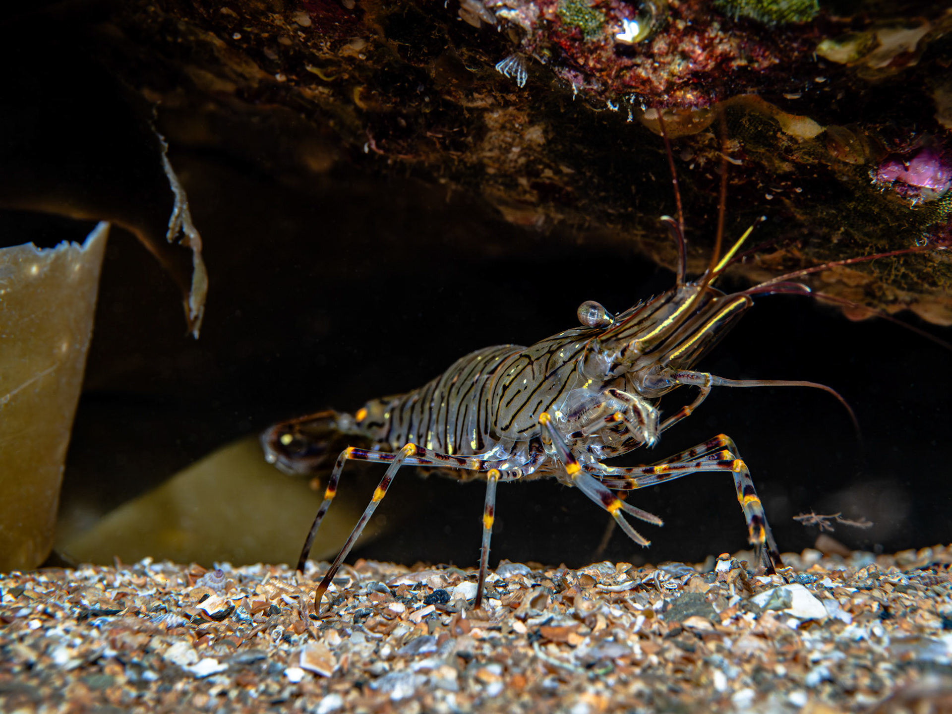 Common Prawn