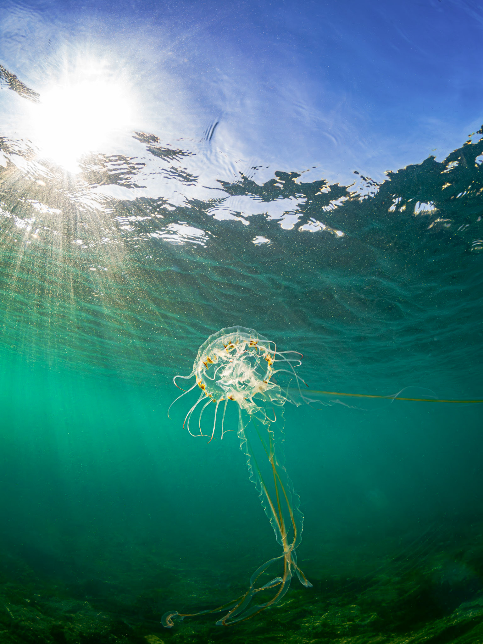 Compass Jellyfish