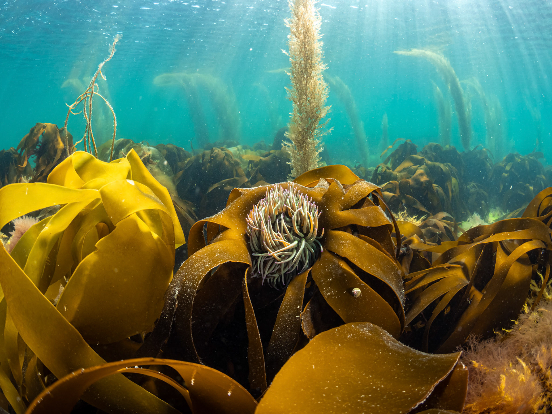 Snakelocks Anemone