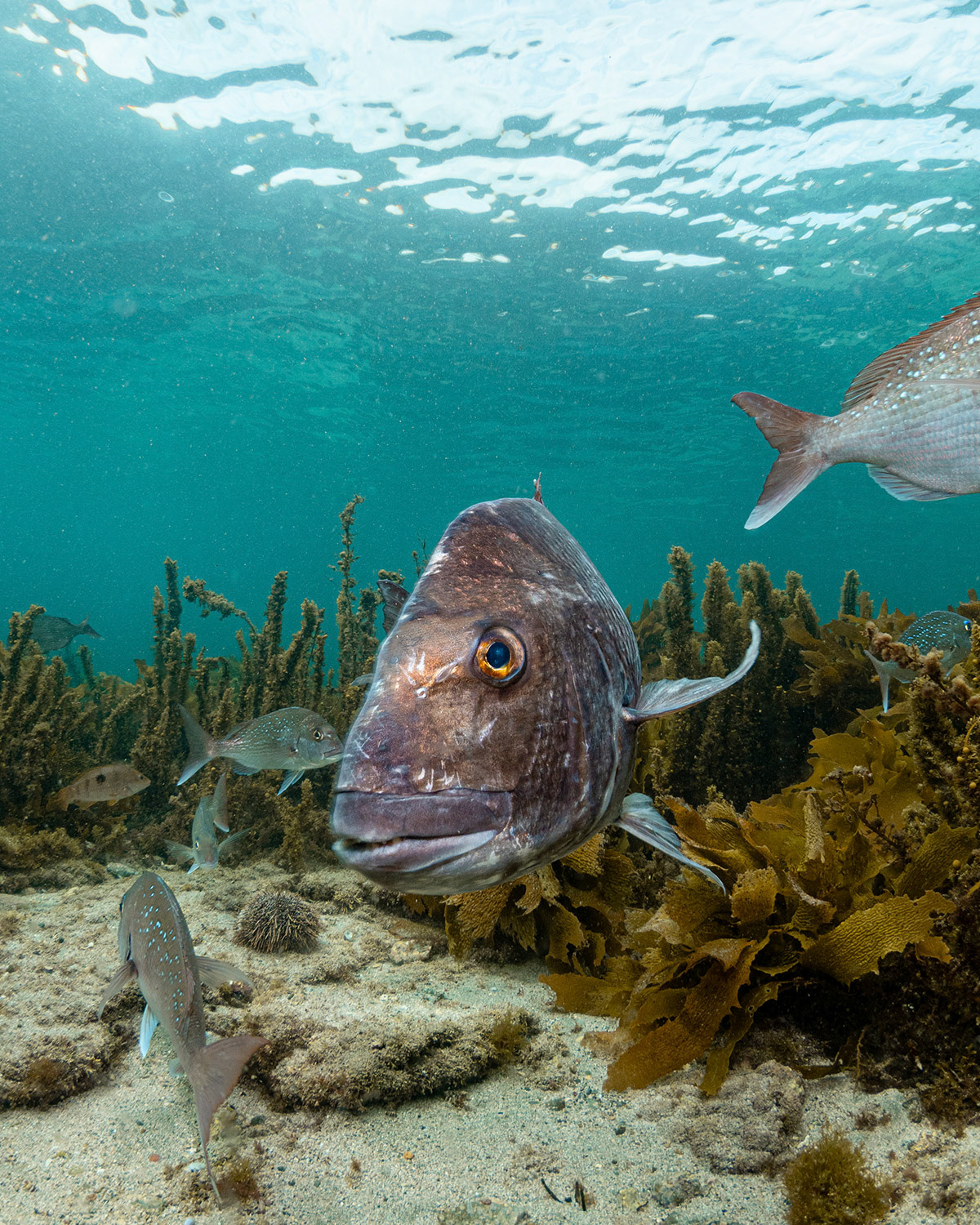 New Zealand - Snapper