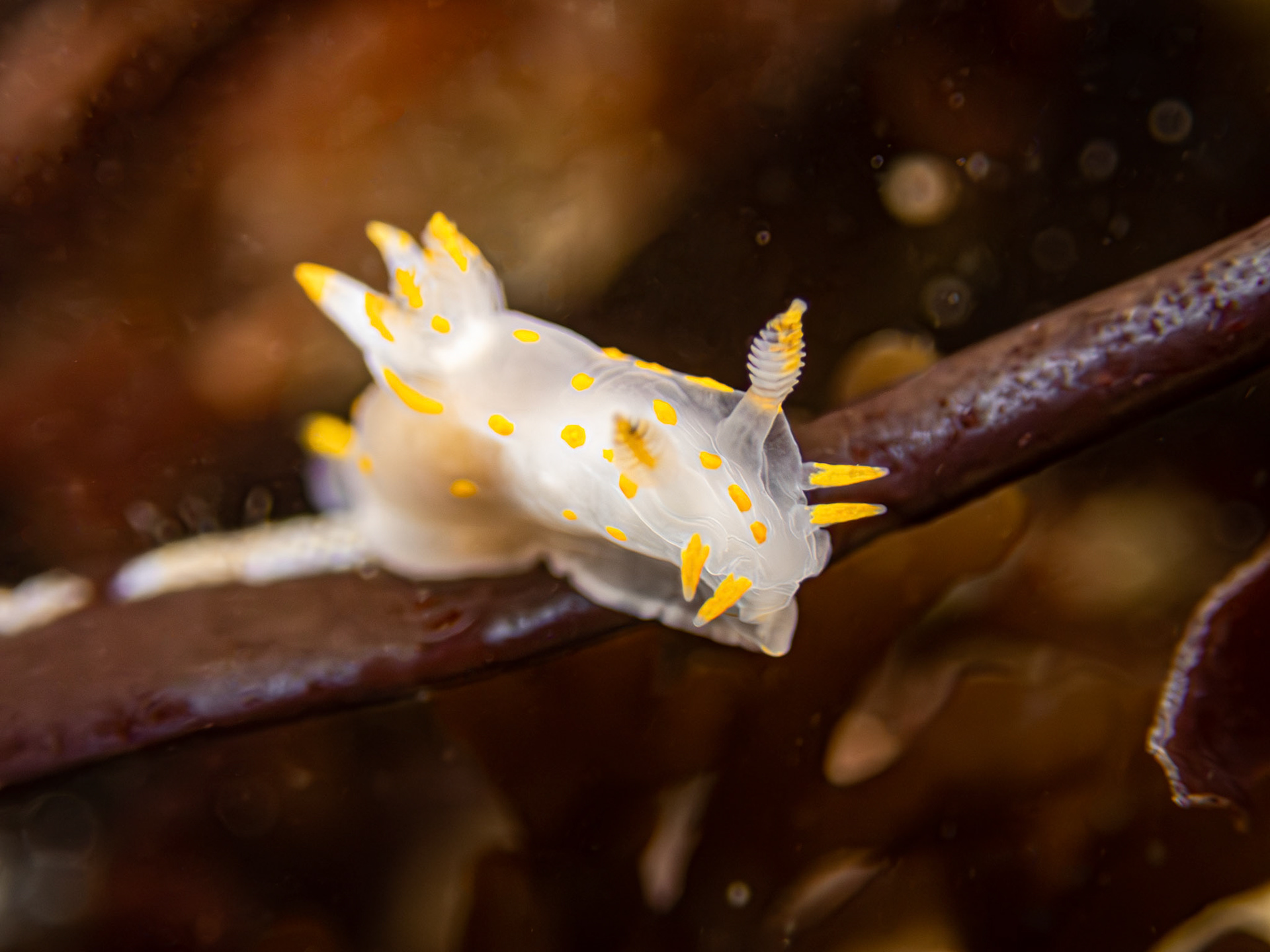 polycera quadrilineata