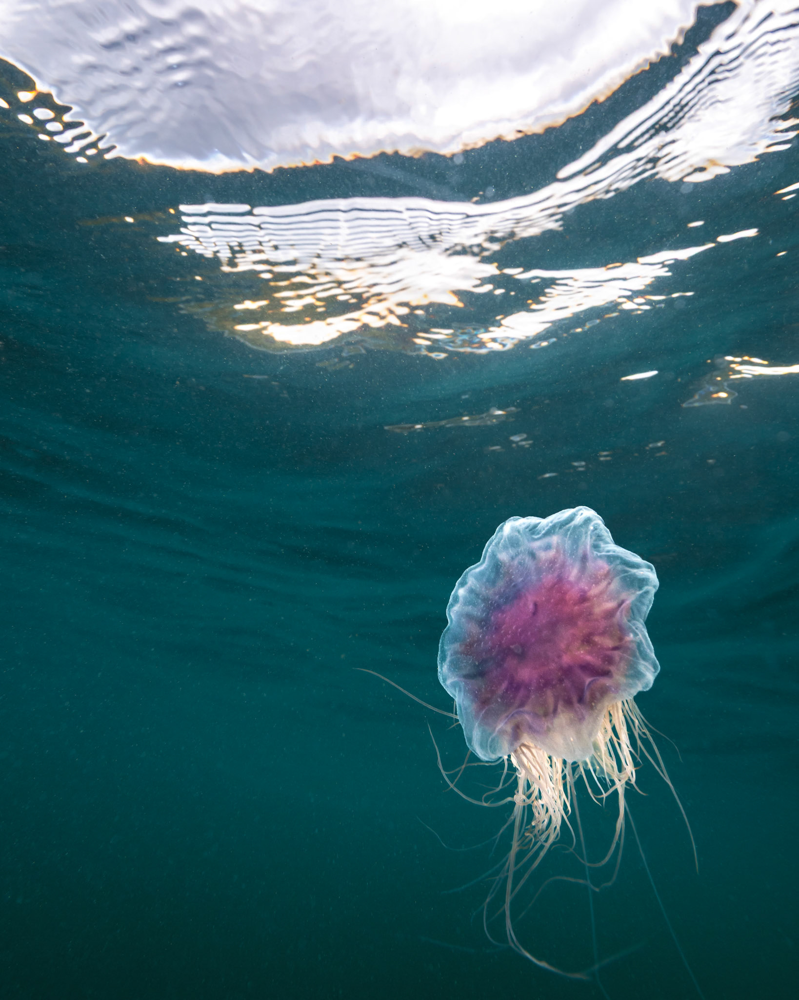Blue Jellyfish