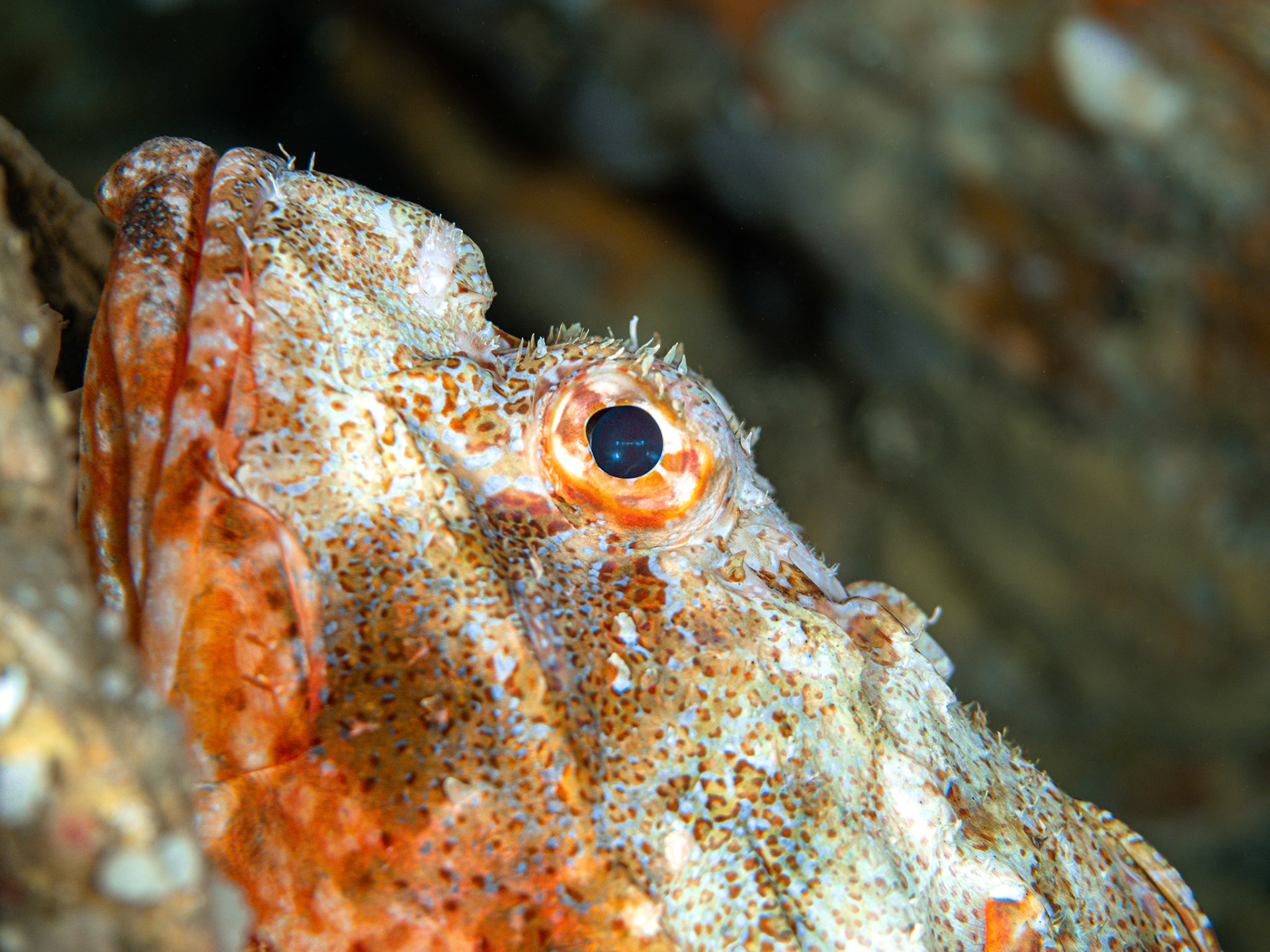 New Zealand - Scorpion Fish