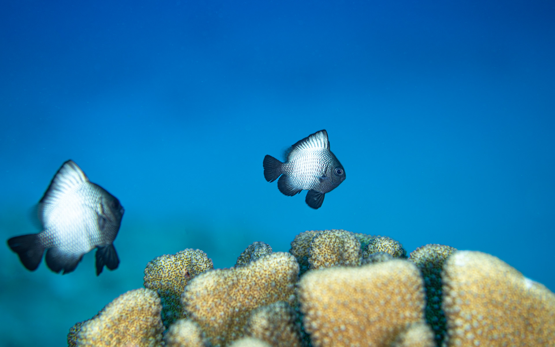 Hawai'i - Hawaiian dascyllus