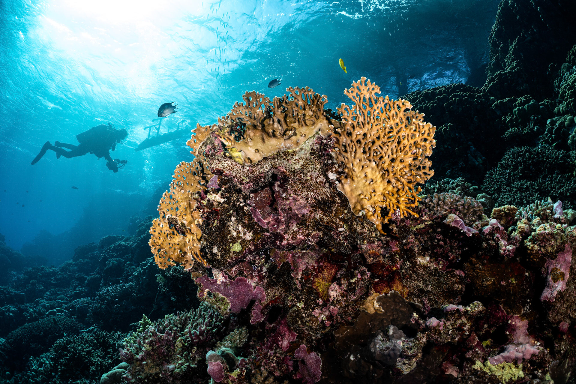 Egypt - Fire Coral