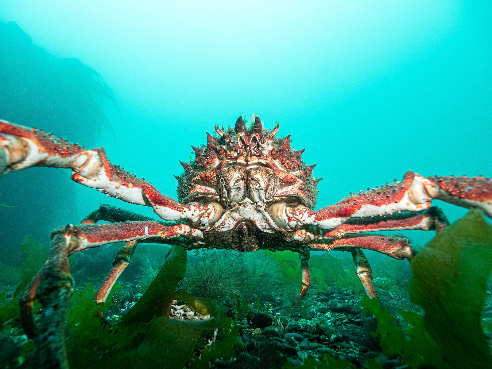 Spiney Spider Crab
