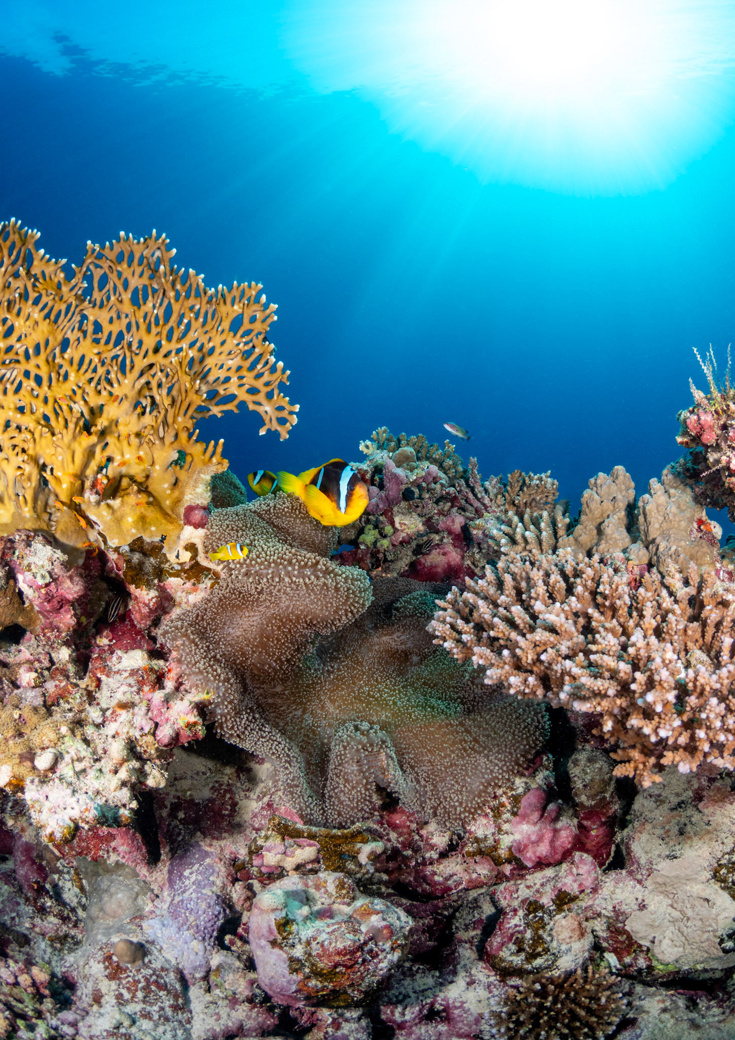 Egypt - Clown Fish