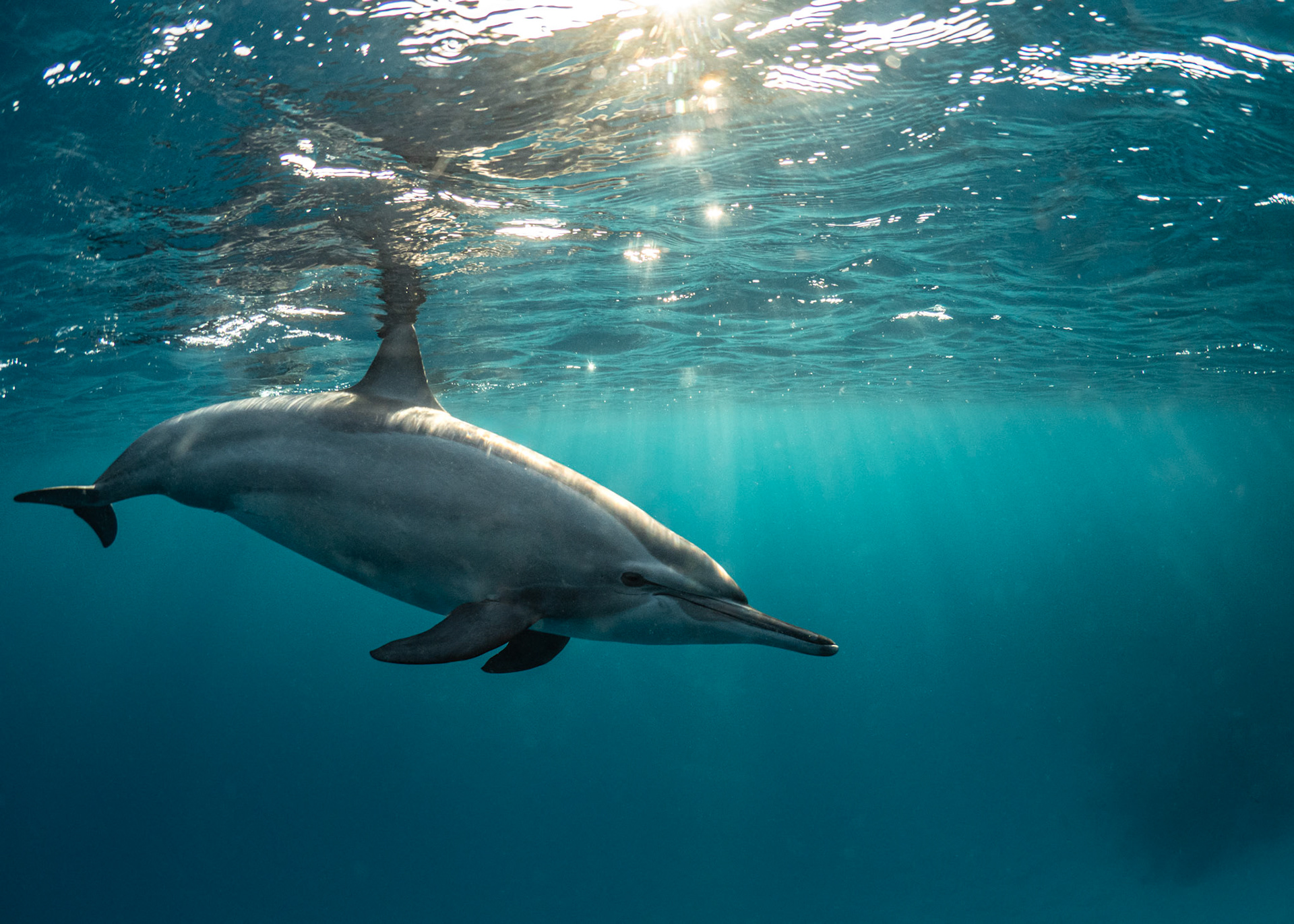Egypt - Spinner Dolphin
