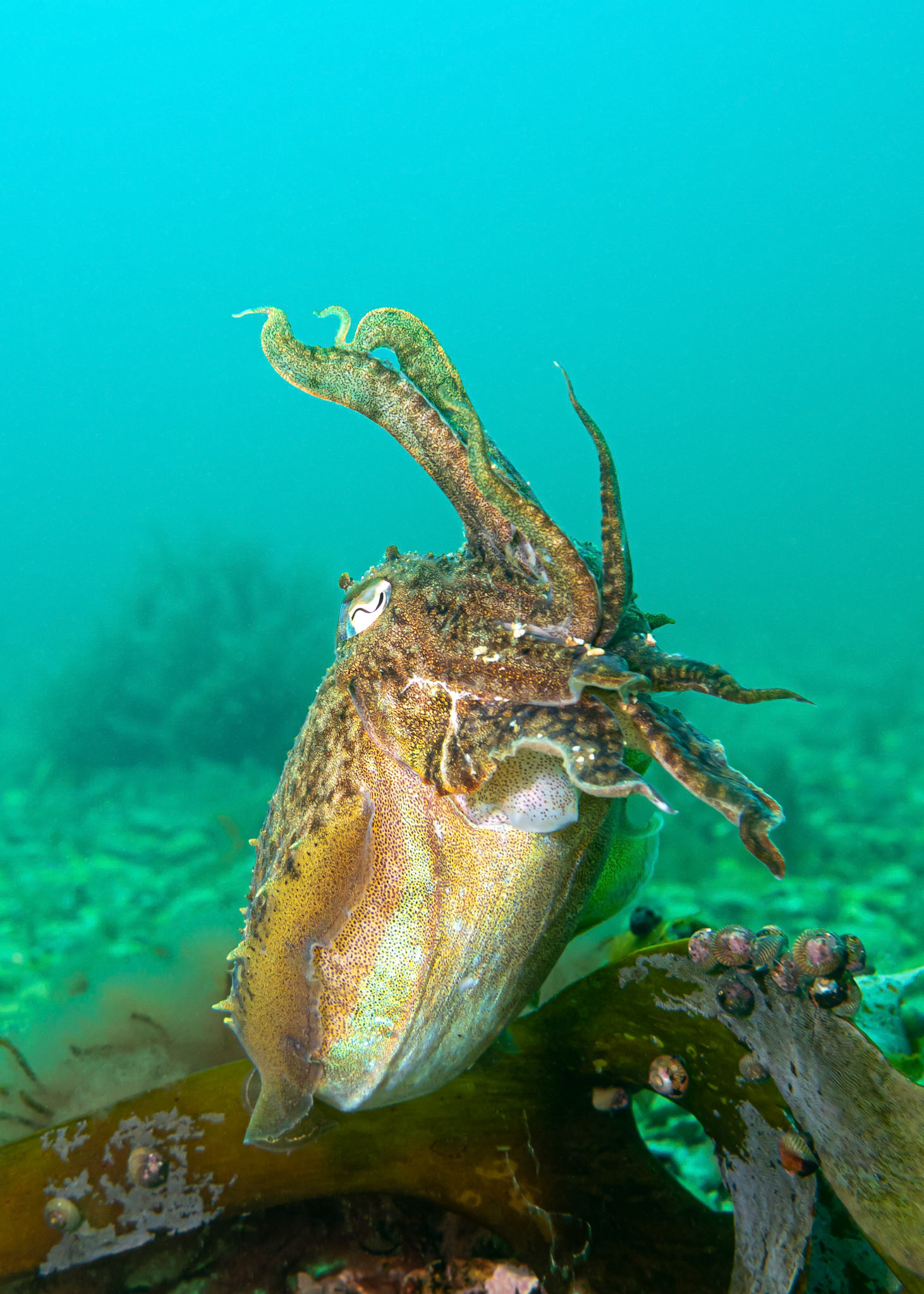 Common Cuttlefish