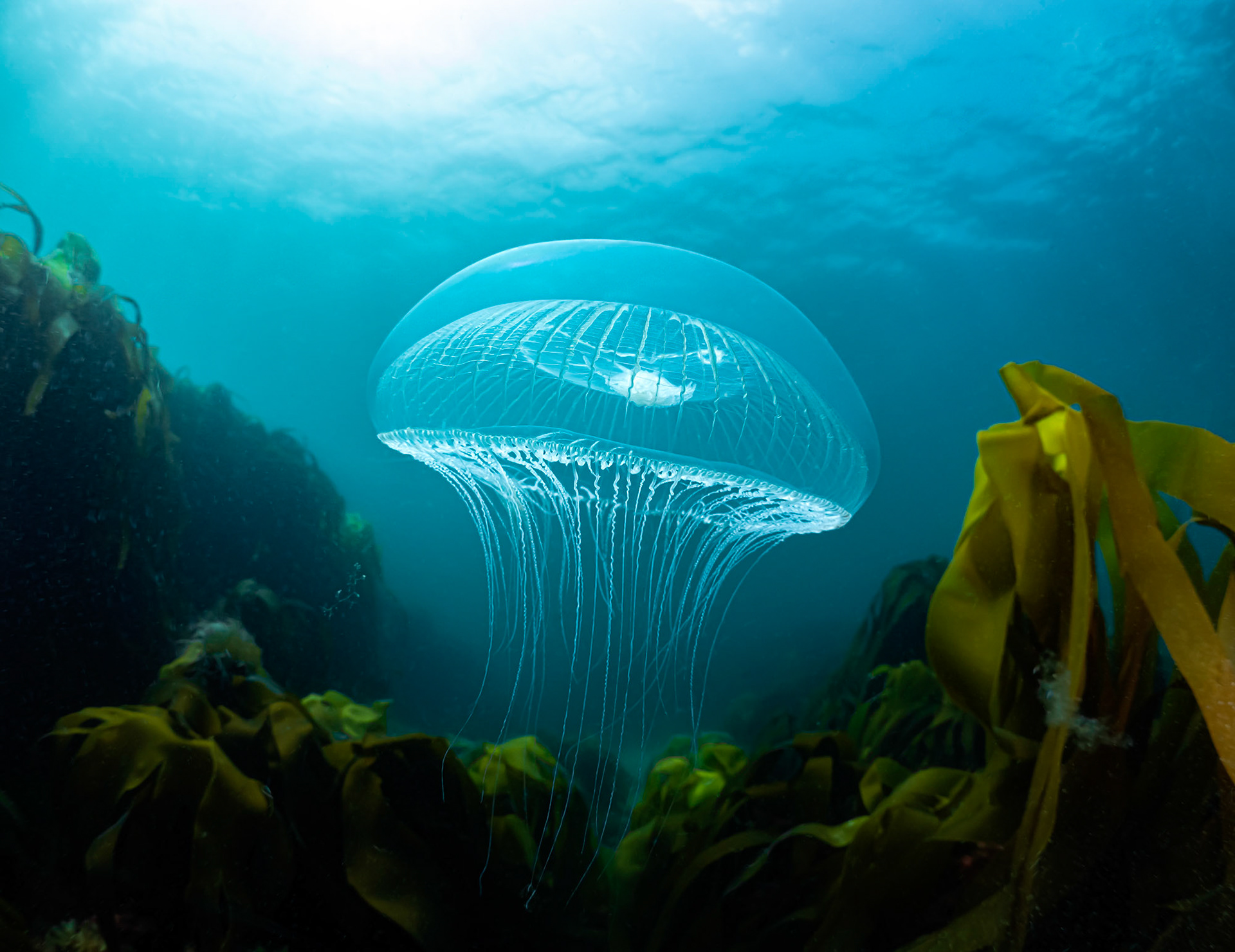Crystal Jellyfish