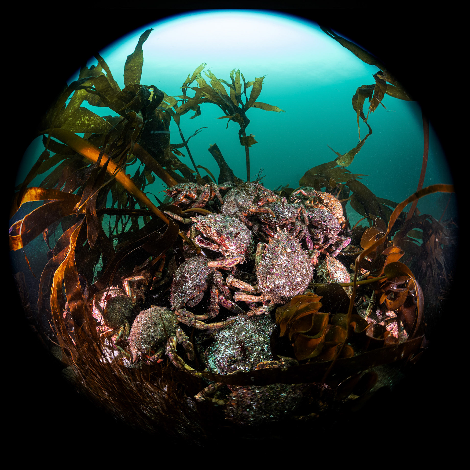 Spiny Spider Crab