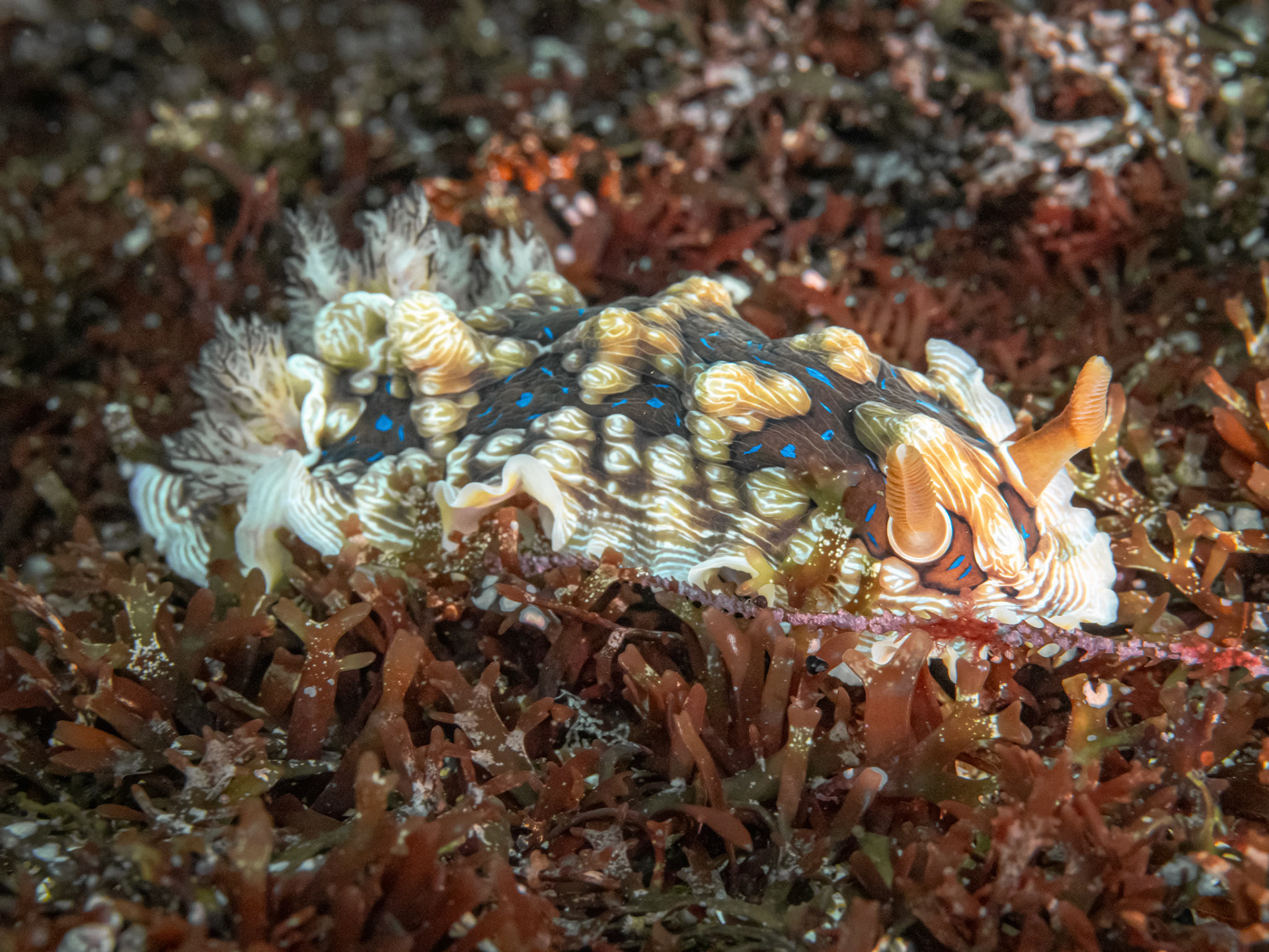 New Zealand - Gem Nudibranch