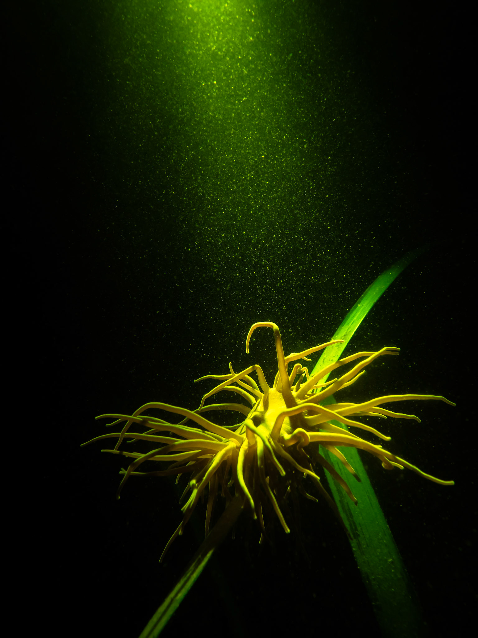 Snakelocks Anemone