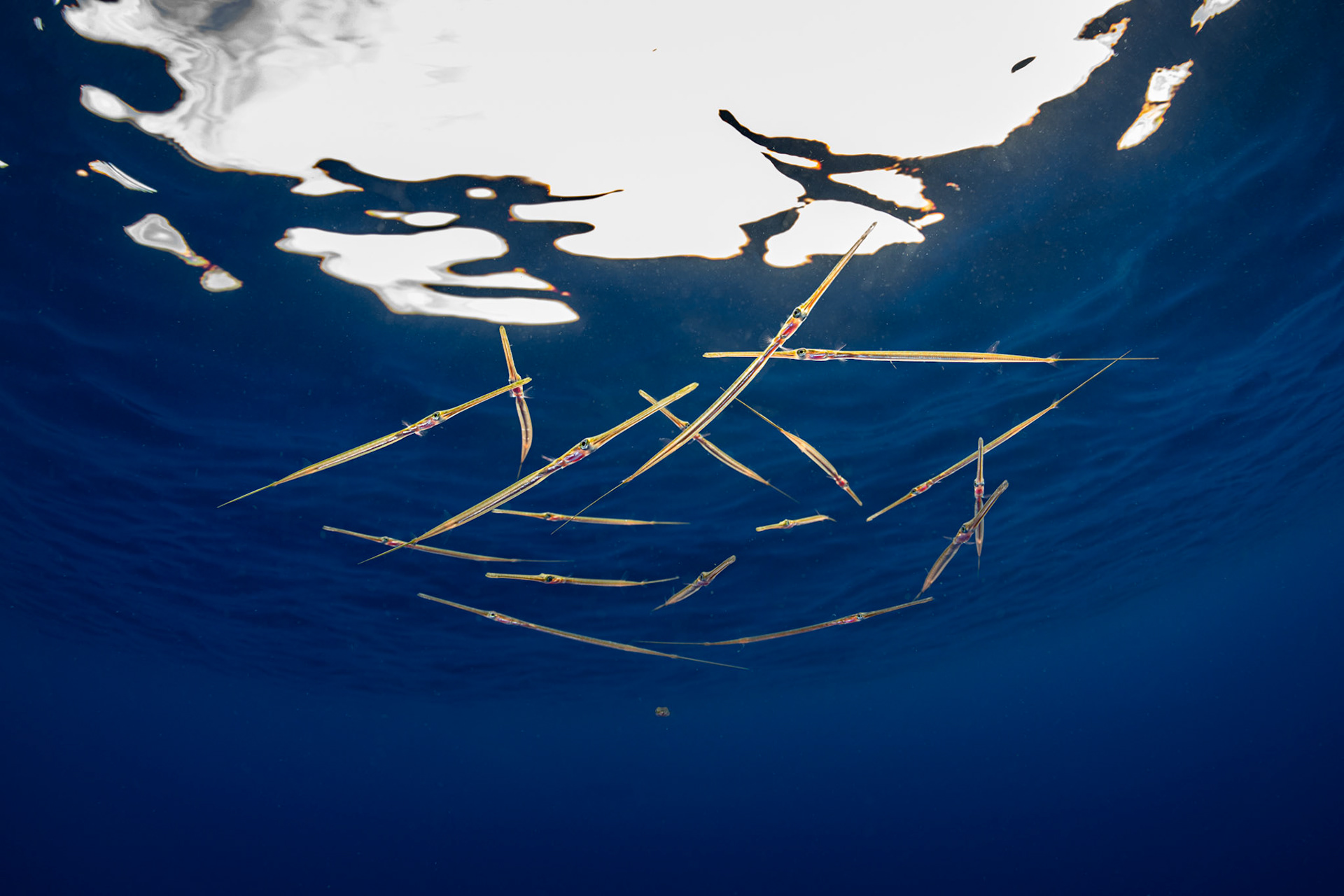 Hawai'i - Needle Fish