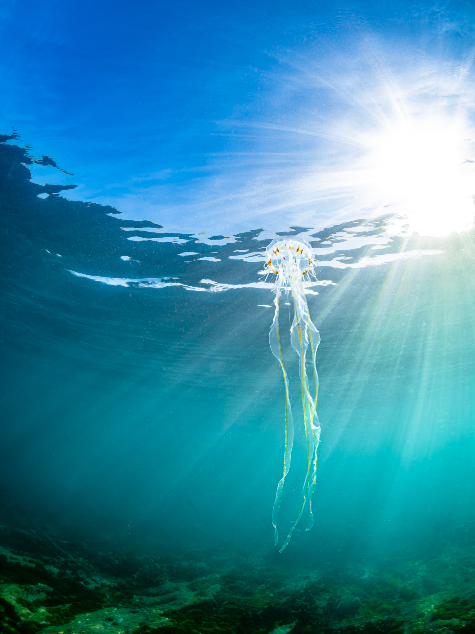 Compass Jellyfish