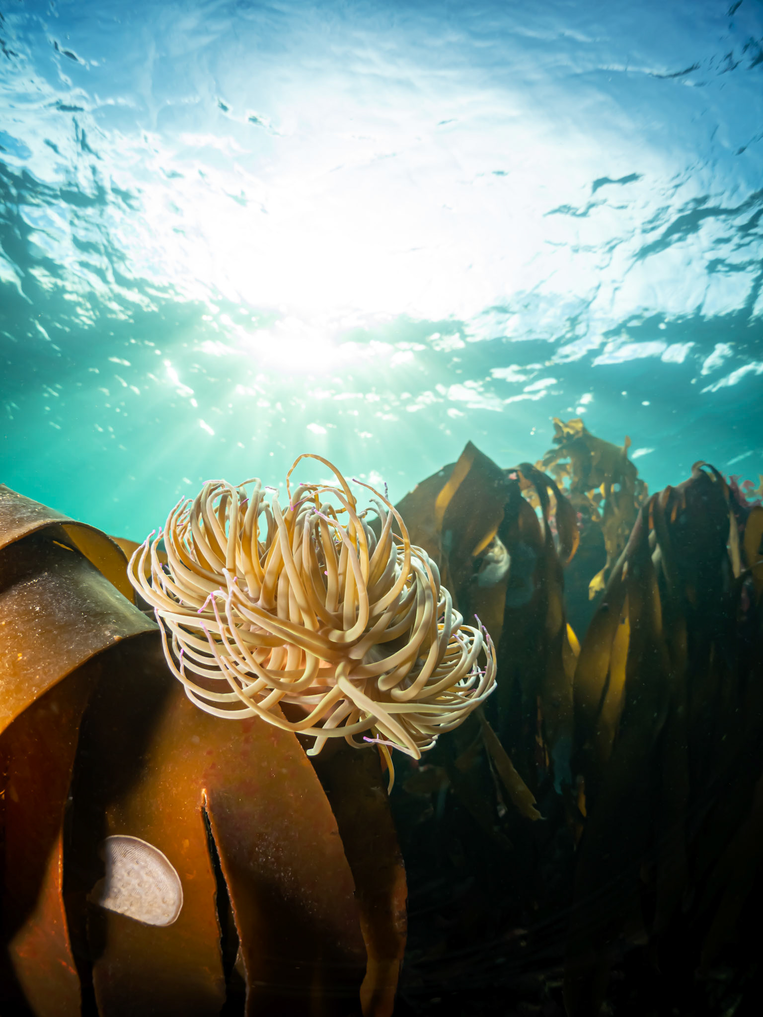 Snakelocks Anemone