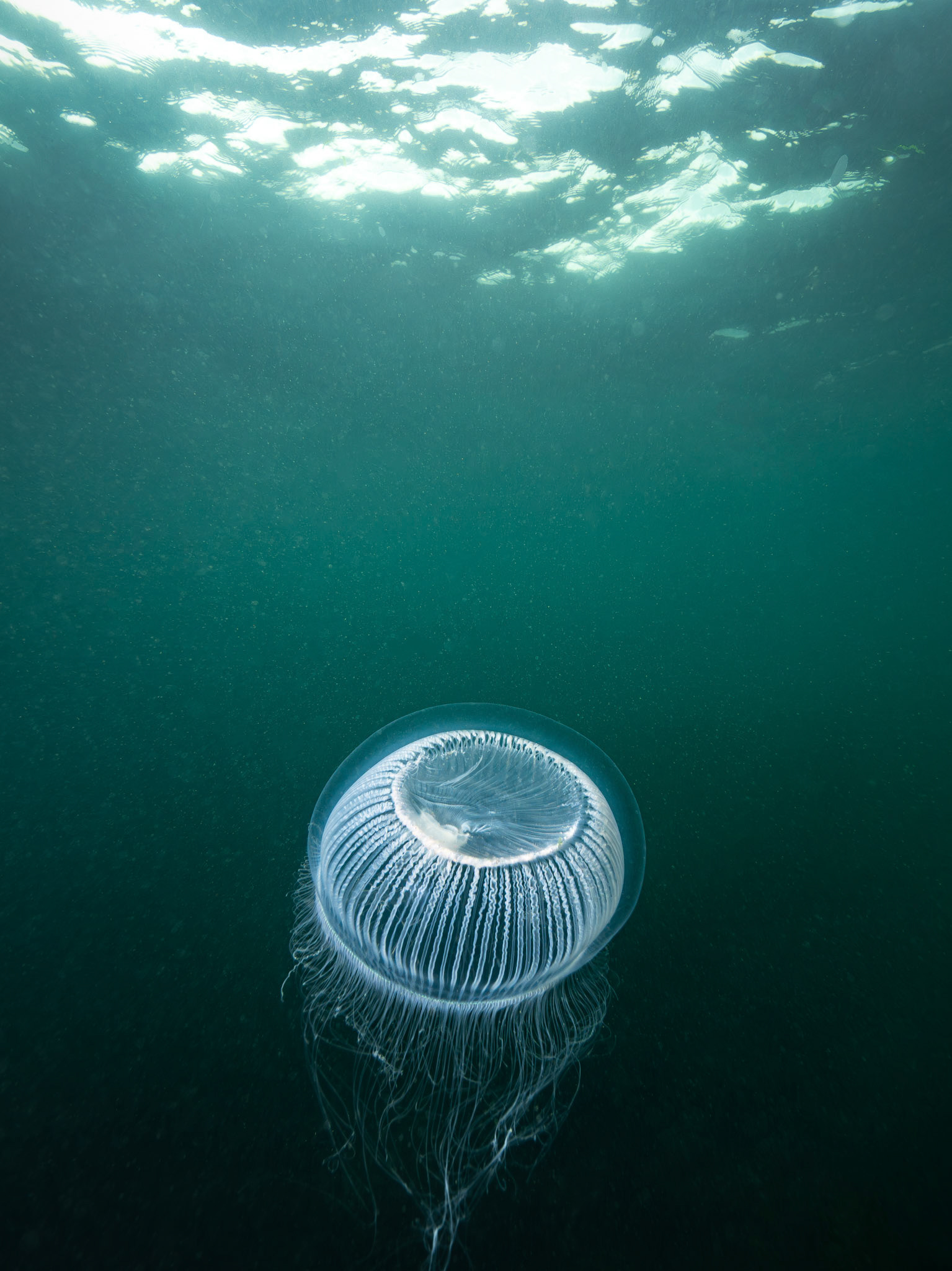 Crystal Jellyfish