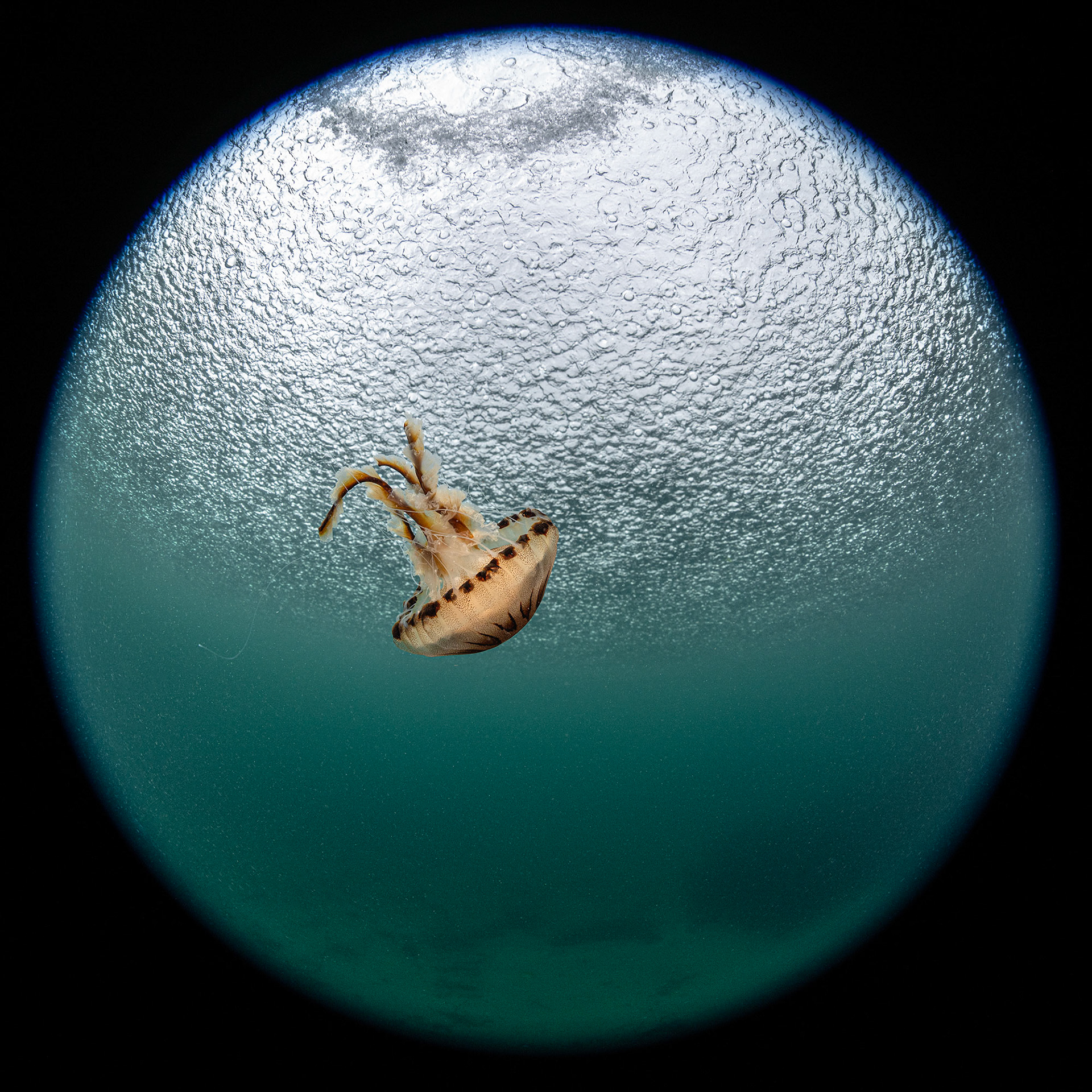 Compass Jellyfish