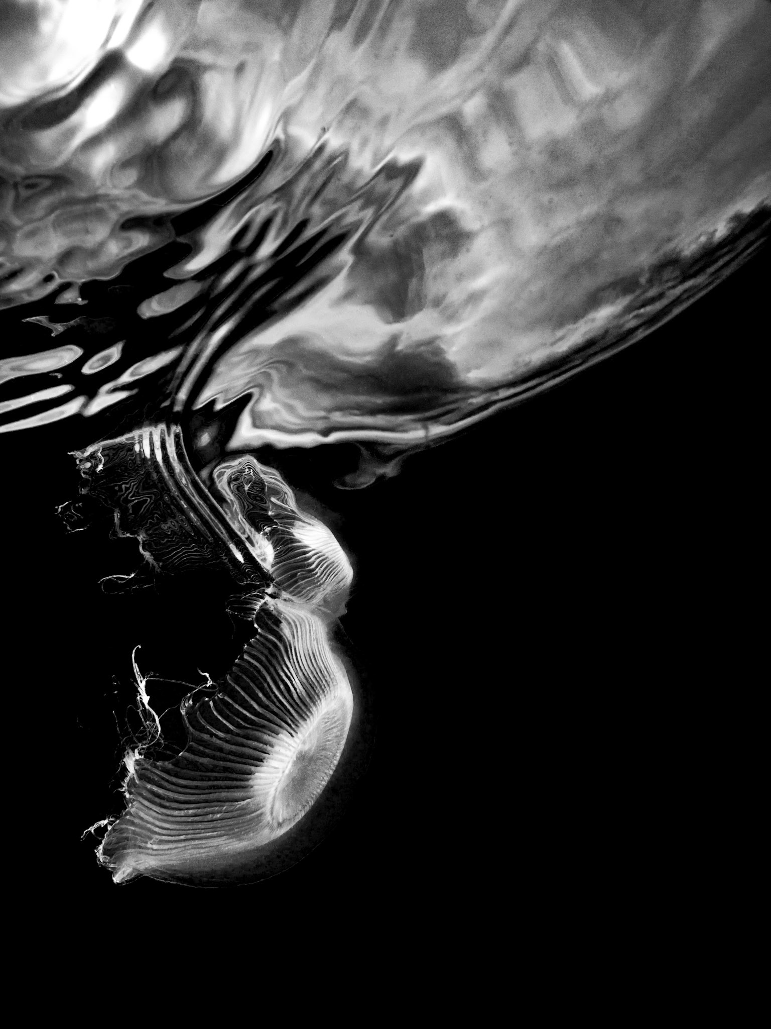 Crystal Jellyfish