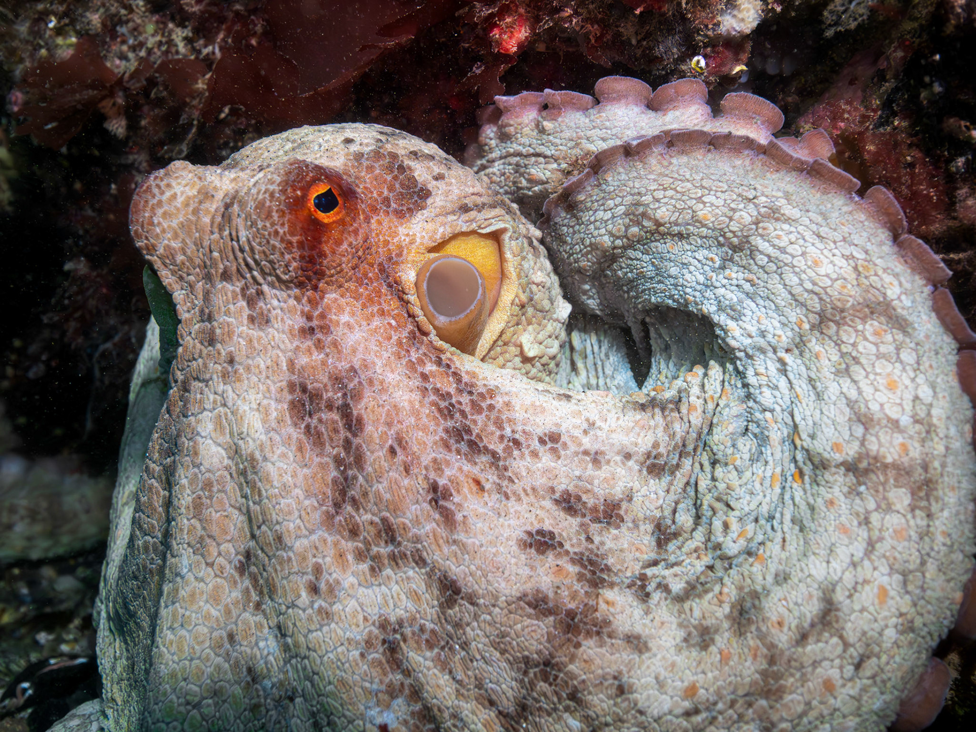 Common Octopus