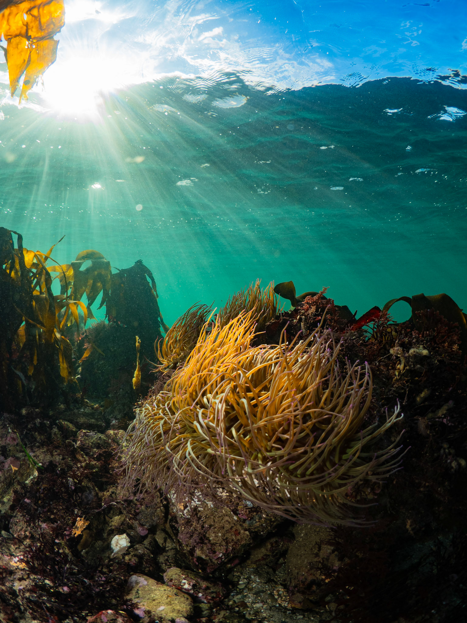 Snakelocks Anemone