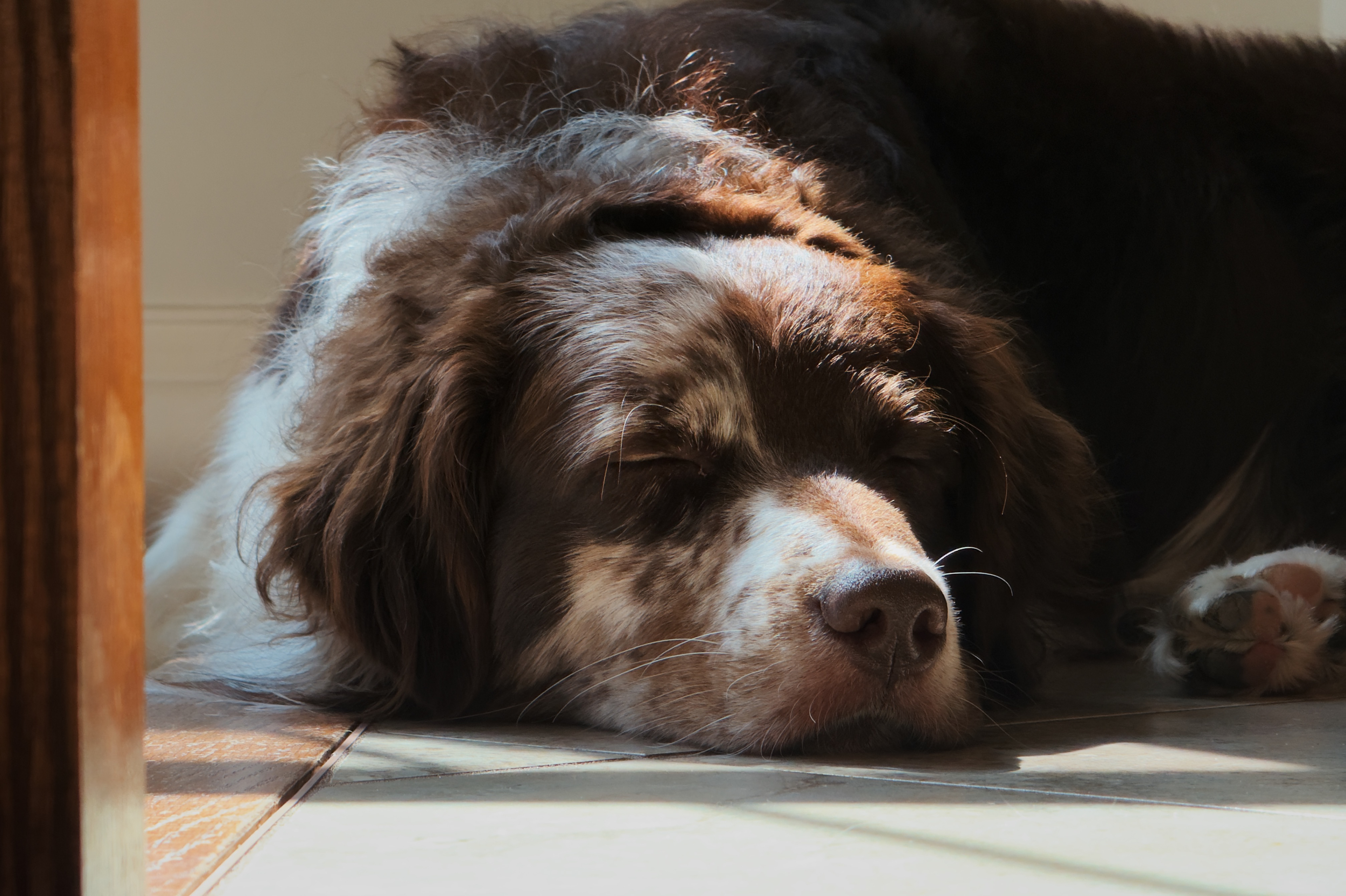 Sleepy Aussie; August 2025.