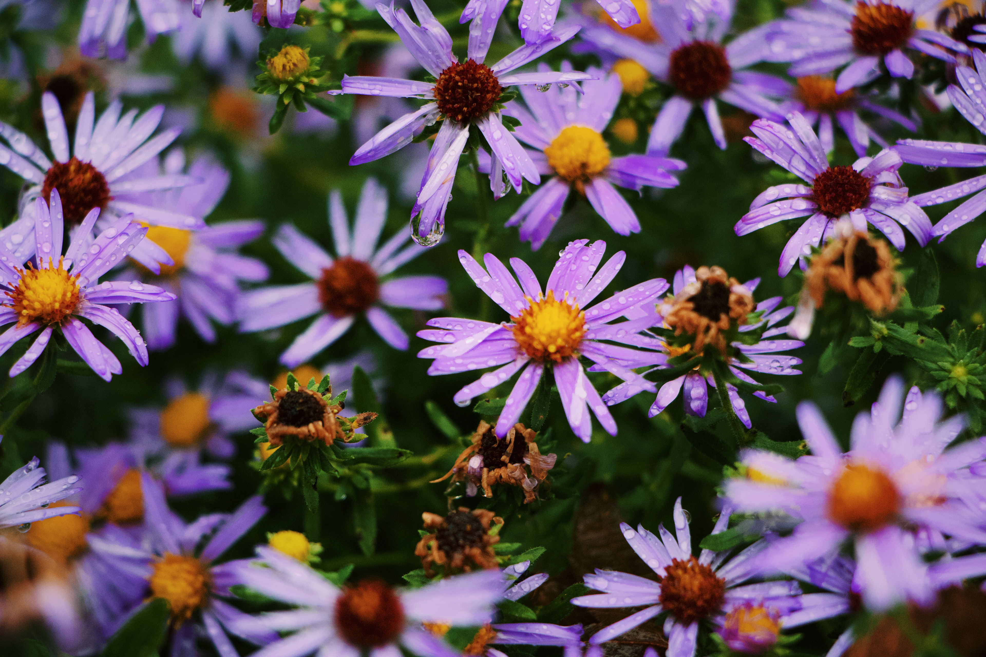 New England asters; Missouri Botanical Garden; October 2021.