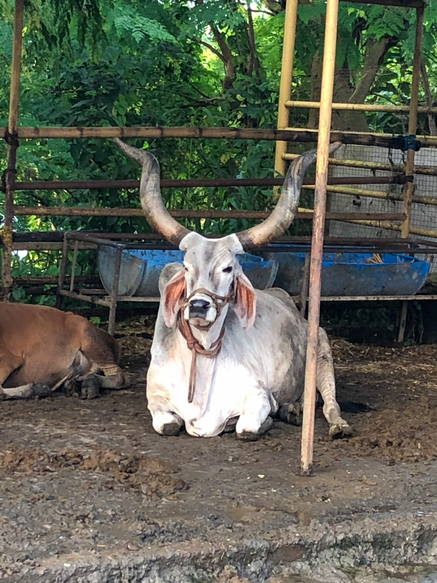 ISKCON Mayapur Gaushala