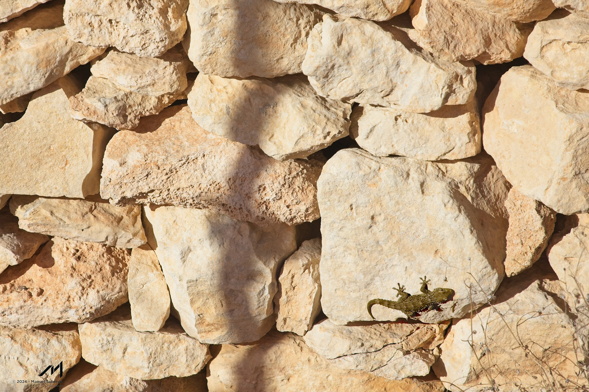 Maltese lizzard