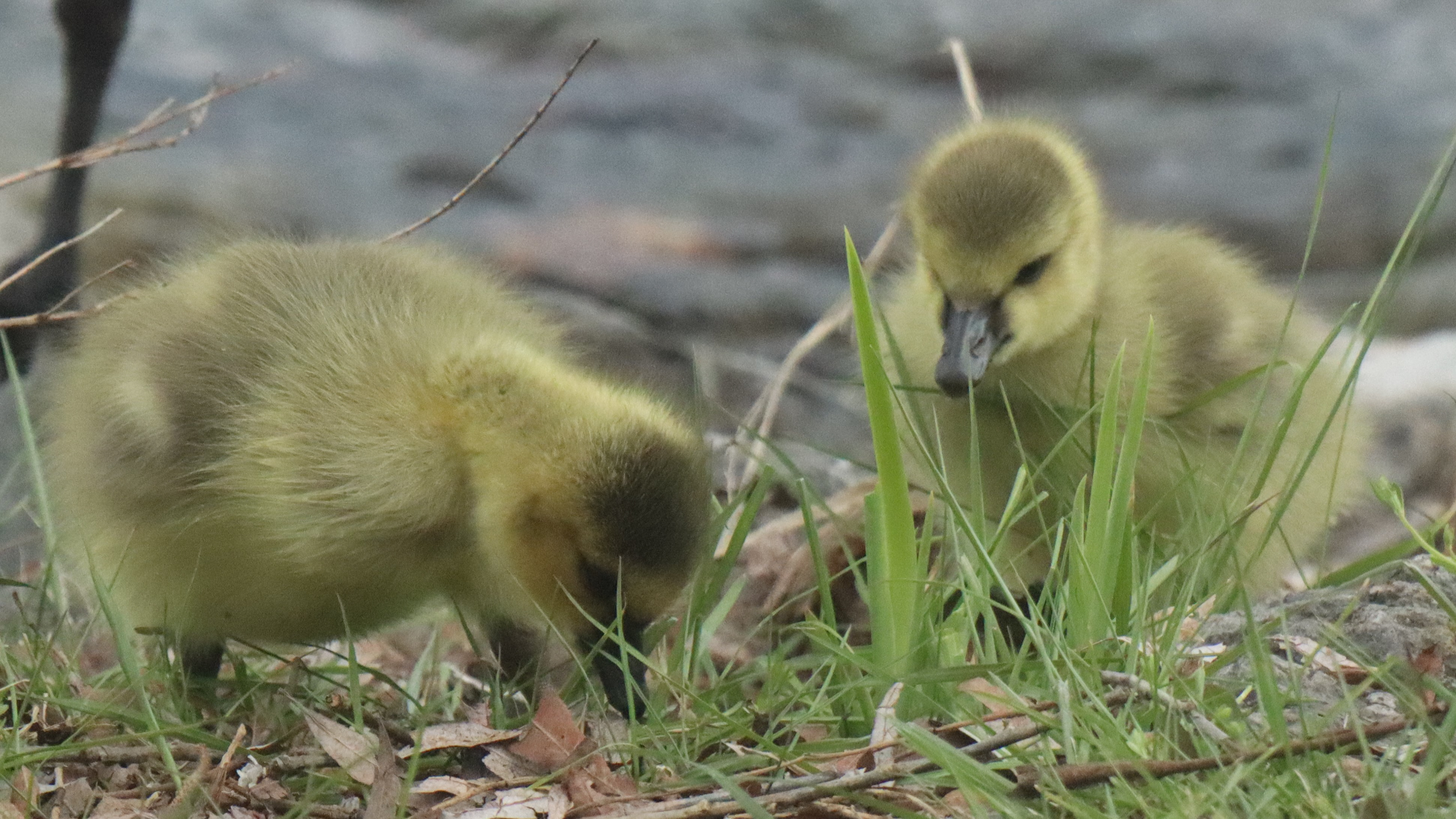 <3 :D Ducklings!