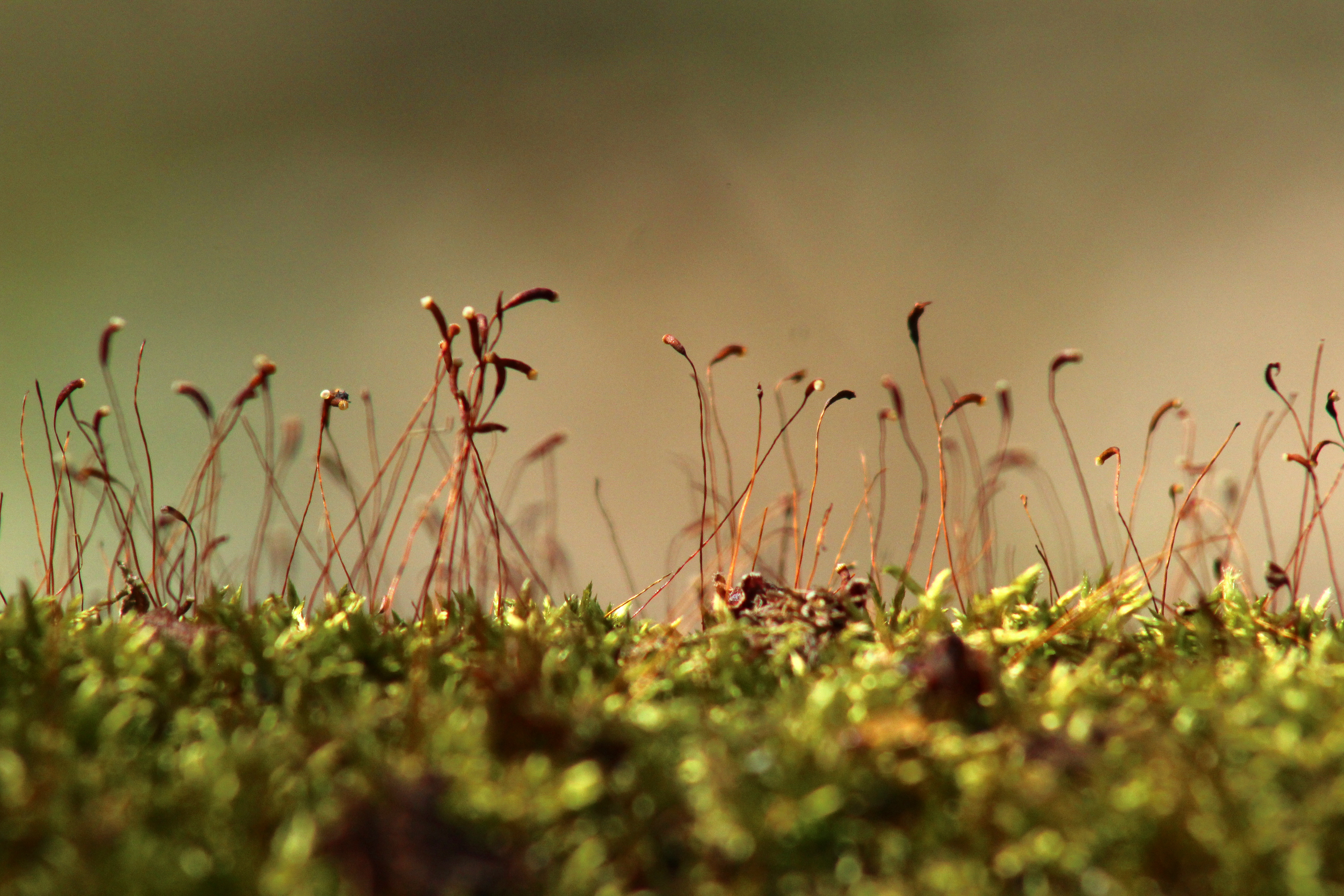 Moss, i think... I'm a photographer, not a mossist