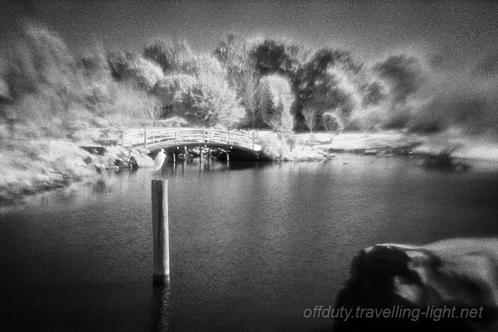 Japanese Garden, Toowoomba 1