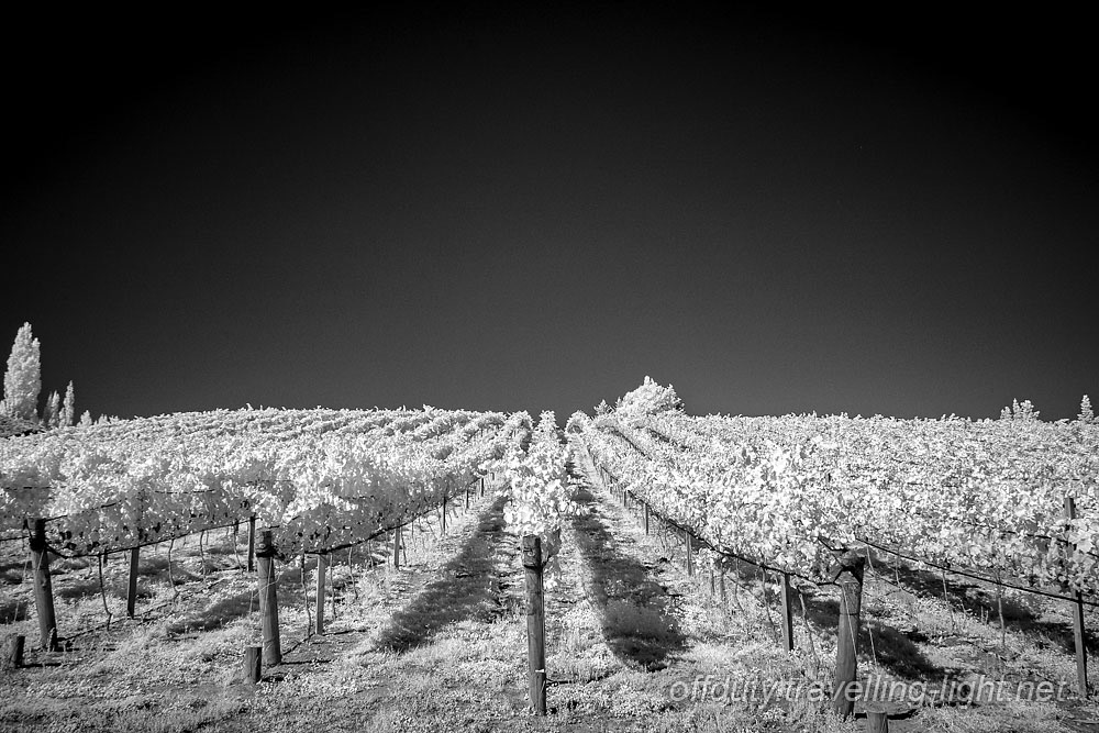 Vineyard at Bannockburn, Otago