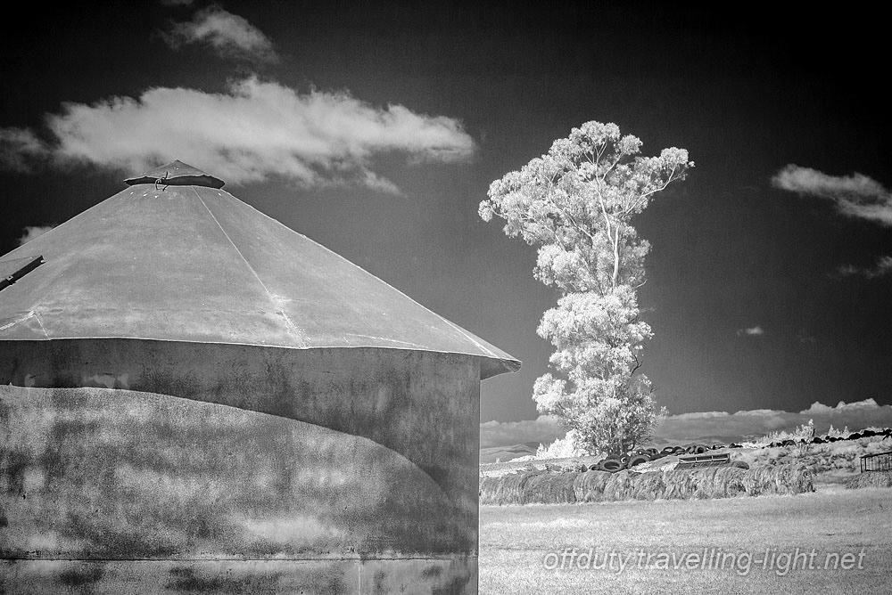 Silo and Gum Tree, North Canterbury