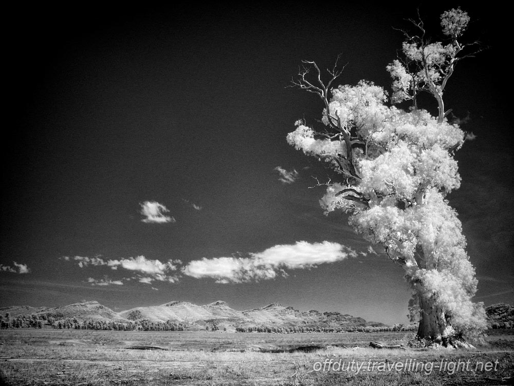 Cazneau's Tree, South Australia