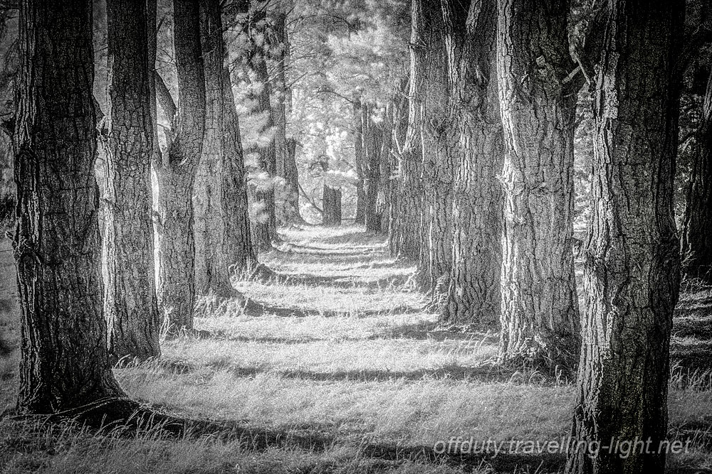 Avenue of Trees, Marlborough