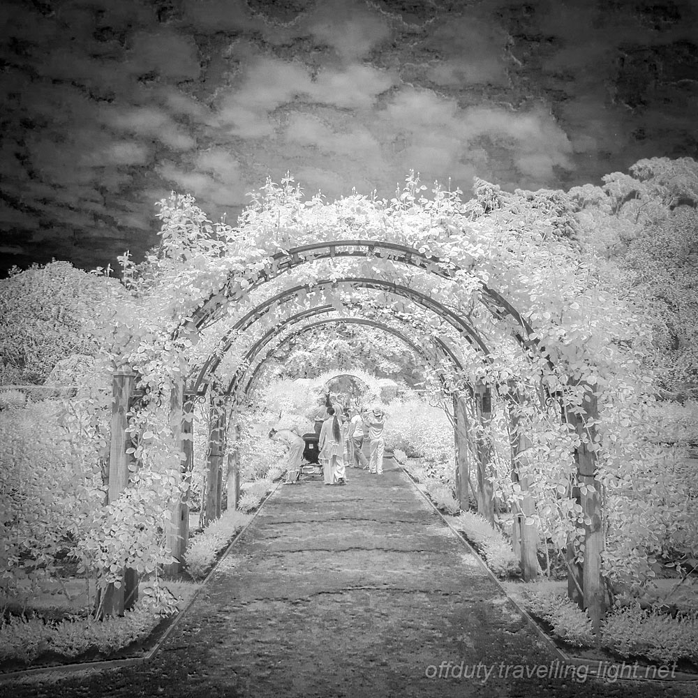 Rose Garden, Christchurch Botanic Gardens